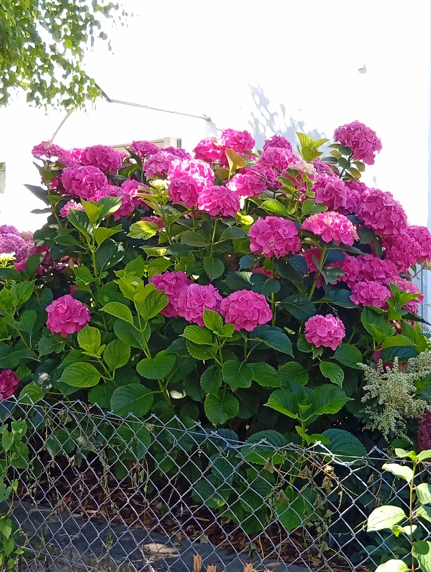 A vibrant hedge of bright pink hydrangeas stands in full bloom, fronted by a chain-link fence. The hydrangeas are lush and full, with large, rounded flower heads dominating the scene. Behind the flowers, a plain white building with a window is visible, partially obscured by a large tree with green leaves that cast dappled shadows on the building. The ground beneath the hydrangeas appears to be covered in mulch. The image captures a sunny day, with bright light and clear shadows. The specific location in Murten, Switzerland is not discernible from the image itself.