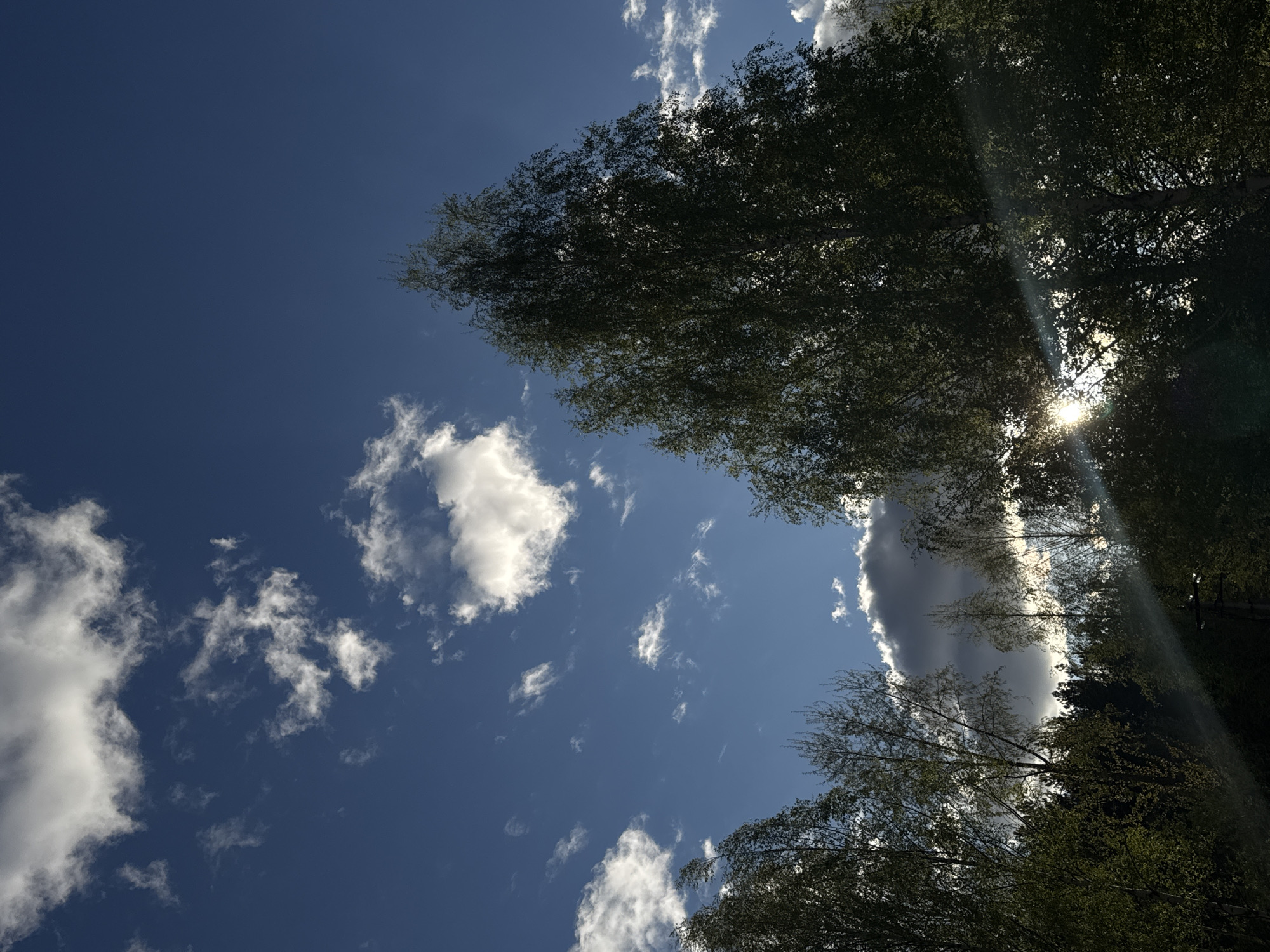 The image shows a view looking upwards towards a blue sky with scattered white clouds. Tree branches and foliage occupy the right side of the frame, partially obscuring the sky. Sunlight filters through the trees, creating bright flares. The photograph appears to have been taken in Chaikovsky, Russia, based on the presence of vegetation and the sky.