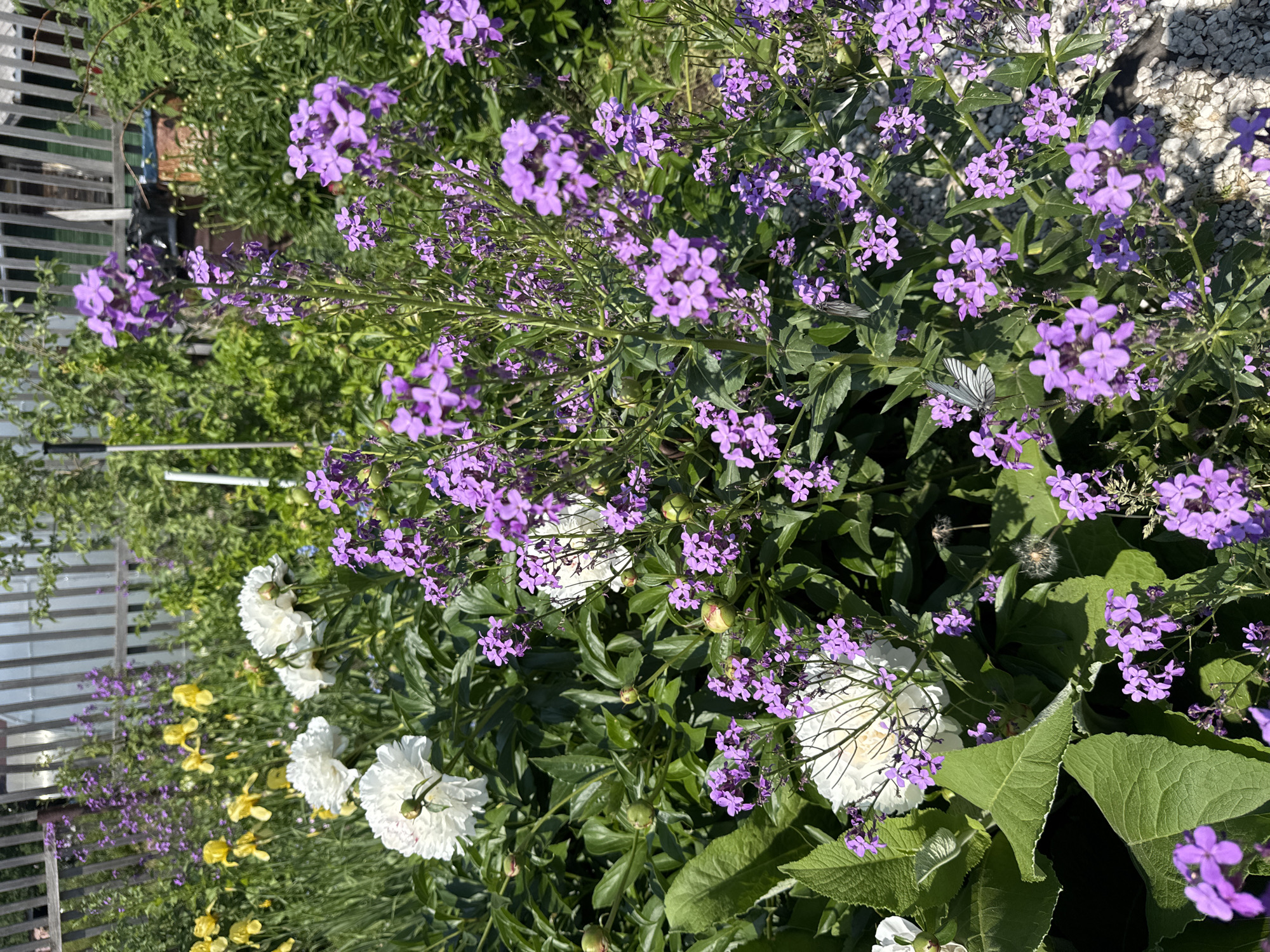 A vibrant, sunlit garden scene is depicted, featuring a variety of blooming flowers and lush greenery. Dominating the foreground are clusters of delicate purple flowers with four petals, interspersed with large white peonies in various stages of bloom, some fully open and others as tight buds. The foliage is a deep, healthy green, providing a rich backdrop for the blossoms. In the mid-ground, yellow iris flowers add a splash of contrasting color. Behind the flowers, a weathered wooden fence with vertical slats can be seen, partially obscured by dense green foliage. The environment suggests a warm, possibly summer day, with bright sunlight casting shadows and highlighting the textures of the plants. The overall impression is one of a well-tended, naturalistic garden. The provided image does not contain any specific landmarks or contextual information that would allow for a definitive identification of its location within the city of Tomsk, Russia, or any other specific geographic area.