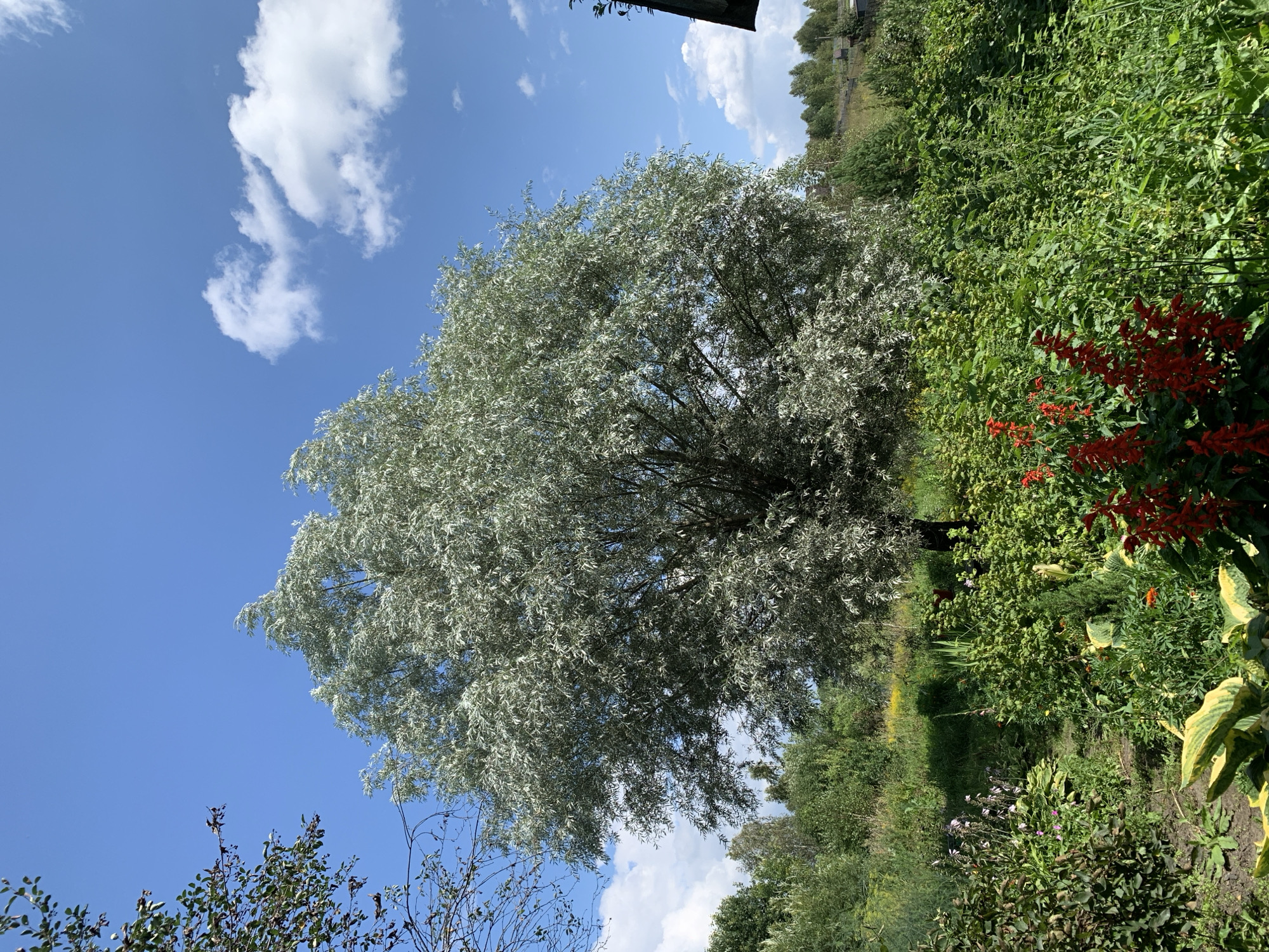 A large, mature tree with silvery-green foliage dominates the center of the image. The tree has a full canopy, suggesting it is a deciduous tree in its prime summer growth. The leaves are narrow and elongated, typical of a willow or olive variety. The tree is set against a clear blue sky with scattered white cumulus clouds.

In the foreground, a lush garden is visible. There are various types of plants, including leafy green bushes, flowering plants with red blooms, and some variegated hosta leaves. The garden appears somewhat wild and overgrown, indicating a naturalistic or cottage garden style.

In the background, beyond the tree and garden, a gently sloping hill is covered with a mix of trees and vegetation. Some buildings, likely houses with dark roofs, are partially visible nestled among the trees in the distance, suggesting a rural or semi-rural setting on the outskirts of a populated area.

The lighting suggests it is a bright, sunny day, likely late morning or early afternoon, casting distinct shadows. The overall scene conveys a sense of natural beauty and tranquility. The image does not depict any people or animals. The location is identified as Novostroika, Russia, which is a village in the Chelyabinsk Oblast.