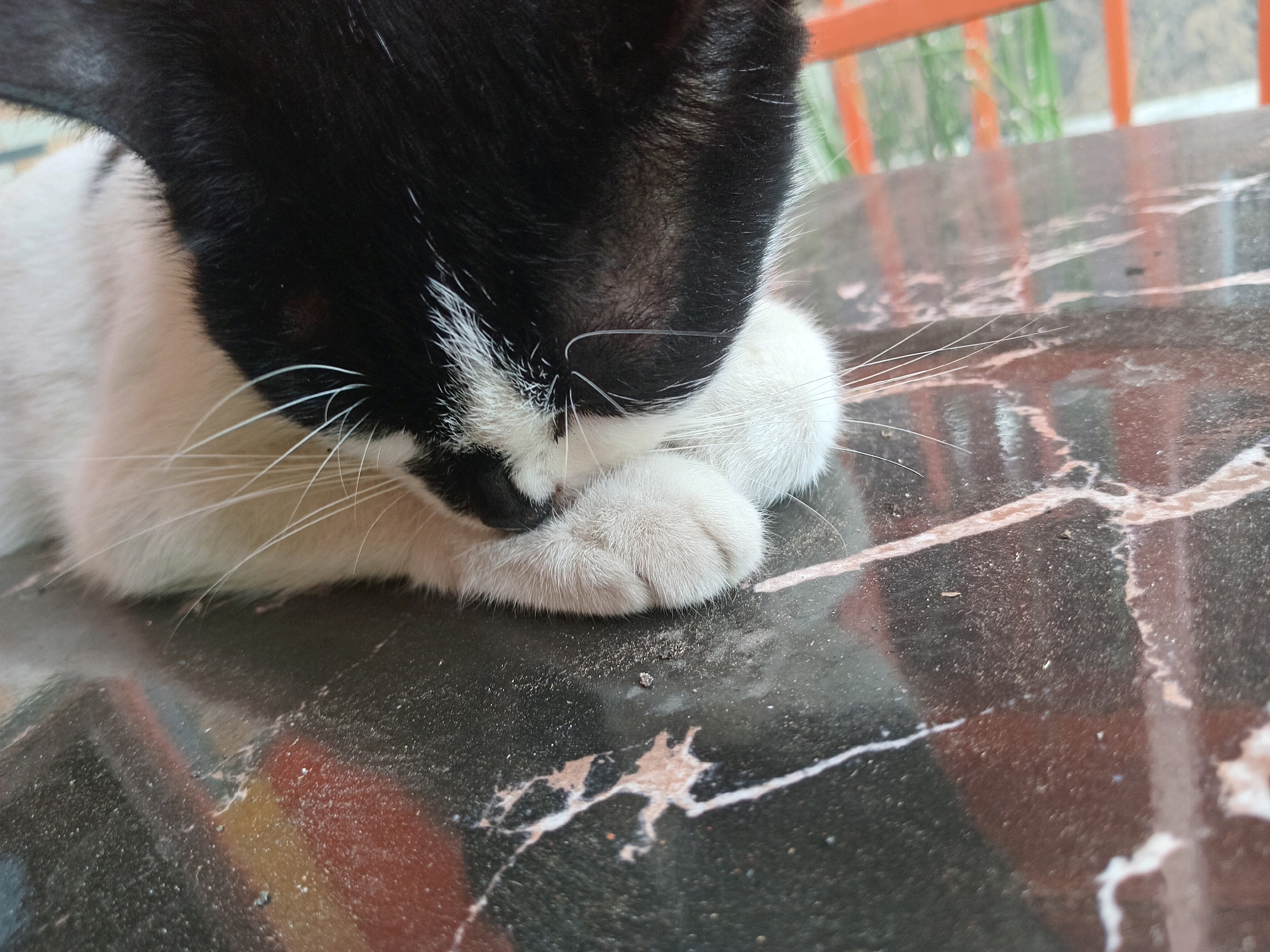 A close-up shot captures a black and white cat lying on a dark, marbled surface, likely a table outdoors. The cat's head is lowered, obscuring its face with its white paws. Its black fur contrasts sharply with its white chest and paws. Whiskers extend from the cat's nose. The marbled surface has streaks of lighter colors and appears slightly dusty. In the background, a blurred orange railing and green foliage suggest an outdoor setting. The image provides no information about the city of Claket, Indonesia.