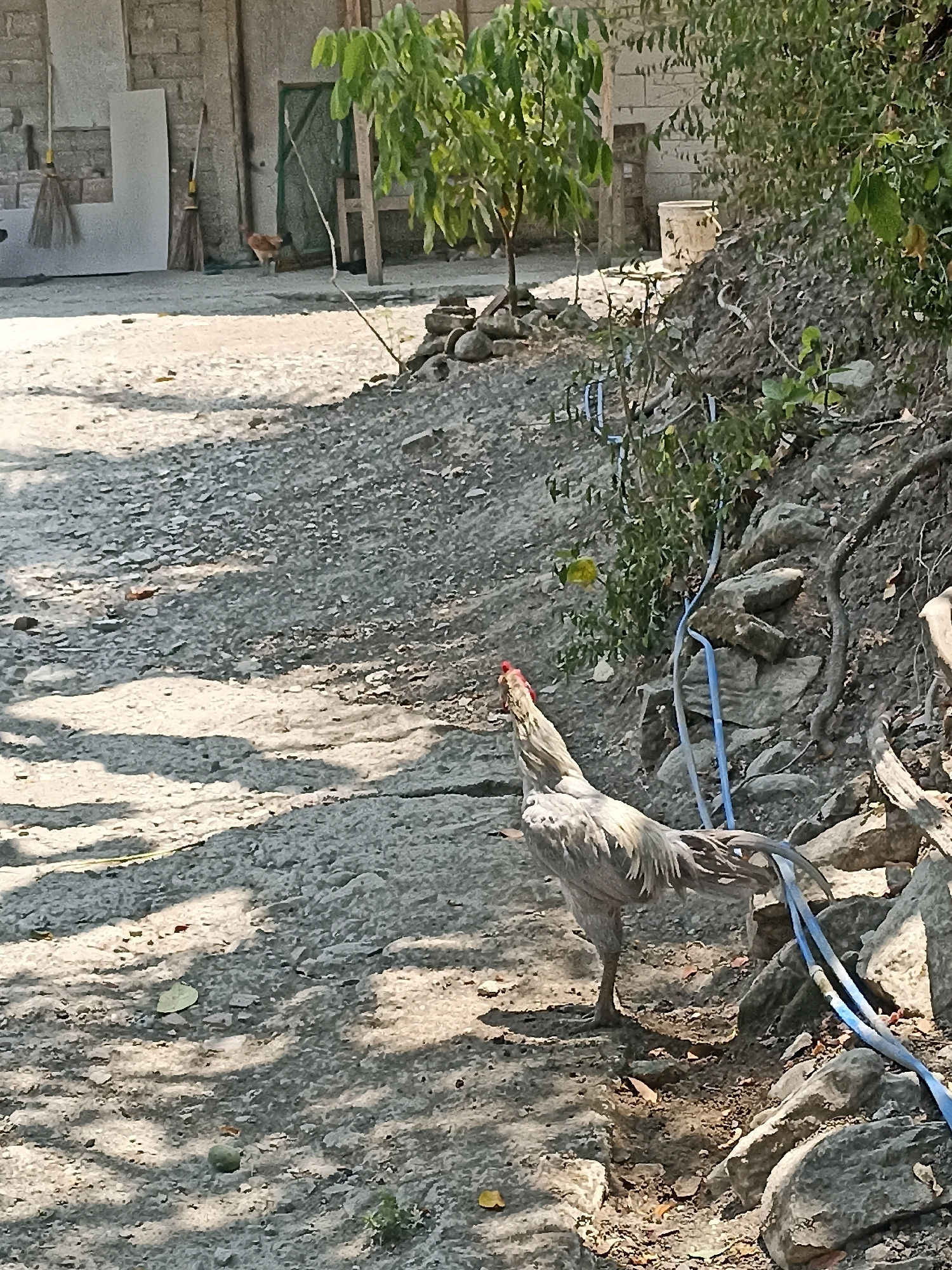 In the city of Widoro, Indonesia, a lone grey rooster stands on a gravelly, sun-dappled path. The rooster faces right, its head raised and its comb a vibrant red. Its plumage is predominantly grey with hints of white and black. Behind the rooster, the terrain slopes upwards, covered in rocks, dry vegetation, and exposed tree roots. A few lengths of blue tubing snake across the rocky ground. In the background, a light-colored brick wall forms the side of a building, with two brooms leaning against it. Further back, a small, brown chicken pecks at the ground near a green-netted door. A young tree with lush green leaves grows in the middle ground, casting dappled shadows across the path. Sunlight filters through the leaves, creating a contrast of light and shadow. A round, beige bucket sits on the ground to the right of the tree. The overall environment suggests a rural or semi-rural setting with evidence of construction or disarray.
