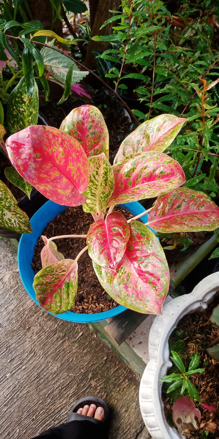 An overhead view captures a variegated plant, likely an Aglaonema, approximately 30-40 cm tall, situated in a bright blue plastic pot filled with dark brown granular soil. Its large leaves display a prominent red, pink, and green mottled pattern, with water droplets visible on their surfaces. The pot rests on a light grey concrete surface characterized by parallel linear grooves. To the immediate right, a portion of a white, ornate, fluted ceramic pot containing dark soil, green moss, and a small green plant with a reddish-pink leaf is visible. The background features dense green foliage and other potted plants. In the lower-left corner, the distal portion of a human left foot, wearing a dark grey slide sandal, is visible on the concrete. The scene is illuminated by natural light, suggesting an outdoor or semi-outdoor garden setting within an unknown city.