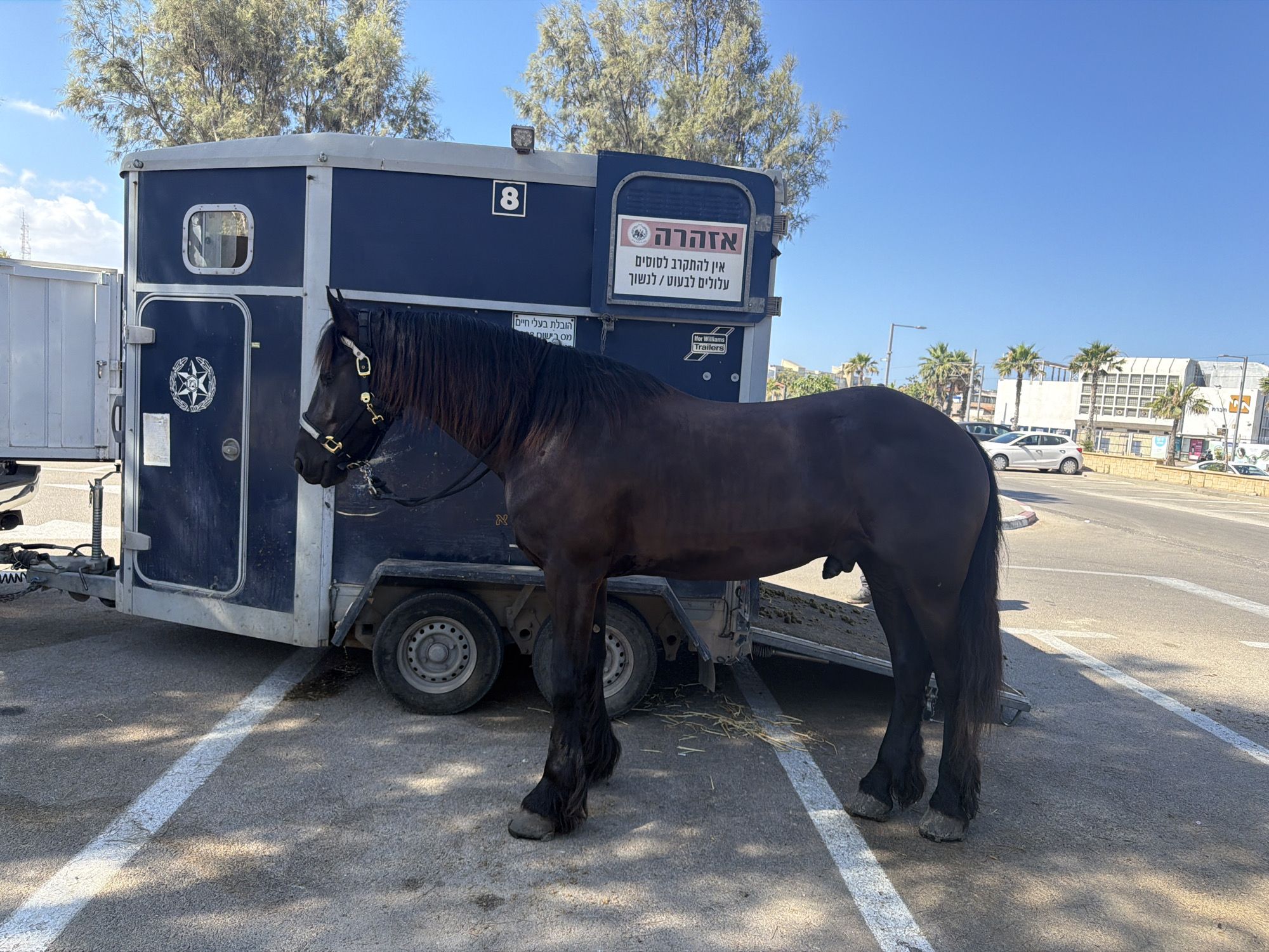 A dark brown horse stands next to a dark blue horse trailer parked in a lot with white parking lines. The trailer has a white stripe and a number "8" on its side. A sign on the trailer reads "זהירות אין להתקרב לטוסים עולבים לבעט / לנשוף" in Hebrew, which translates to "Caution, do not approach horses, they bite / kick." Another sign on the trailer shows "Hor Williams Trailers." In the background, there are trees, buildings, cars, and a clear blue sky. The scene appears to be in Tel Aviv, Israel, as indicated by the Hebrew text and the urban environment.