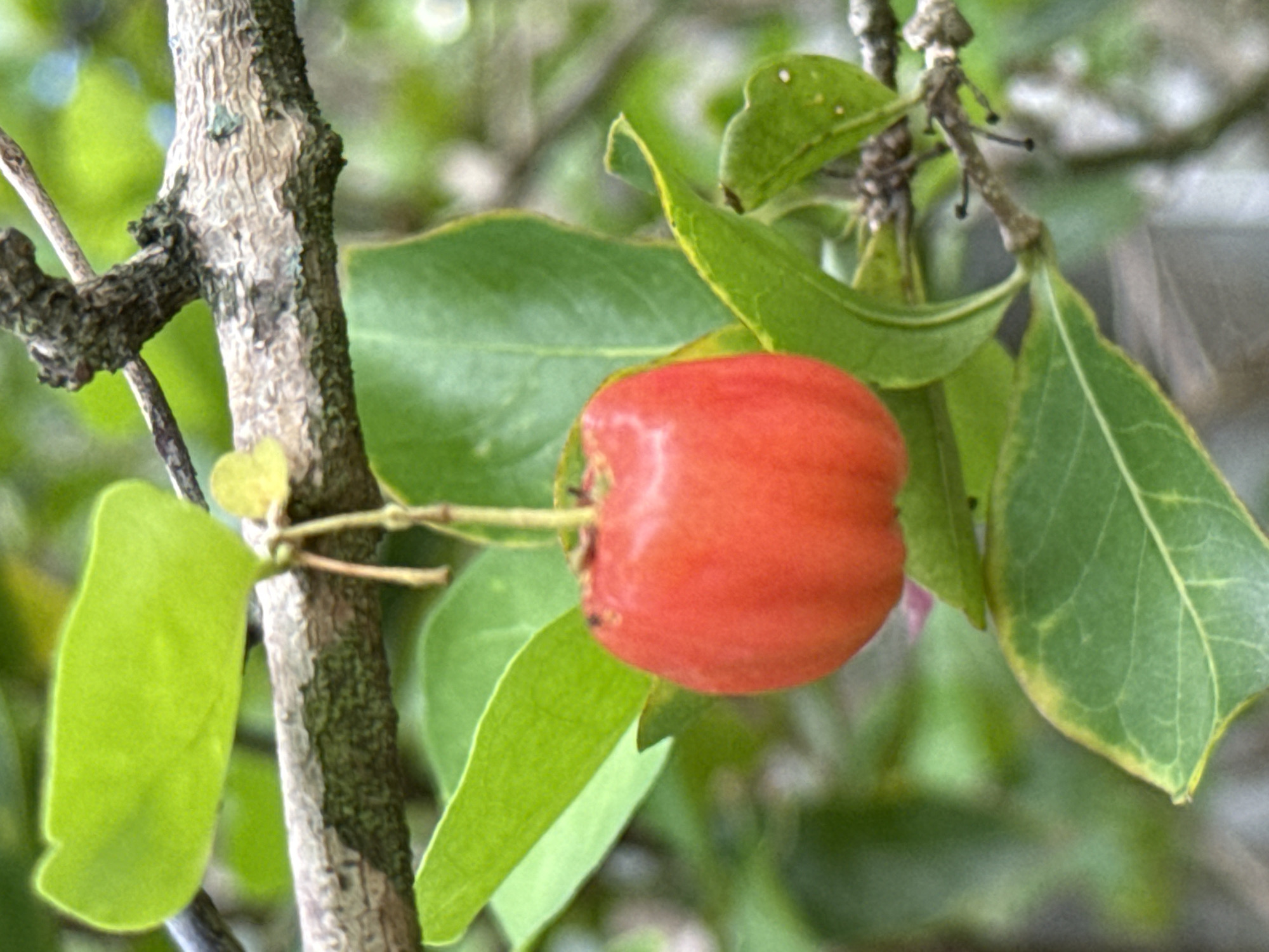 A single, bright red, cherry-like fruit hangs from a thin stem attached to a branch. The fruit is round with a slightly irregular surface, and it is the primary subject of the image. The branch is rough and textured, with some dark, moss-like growth. Surrounding the fruit and branch are several large, vibrant green leaves. The background is blurred, suggesting a natural, outdoor environment with more foliage and possibly other branches. The lighting appears to be natural daylight, illuminating the fruit and making its color stand out. The scene is set outdoors, likely in a garden or natural area, in Baan Mae Nam, Thailand.