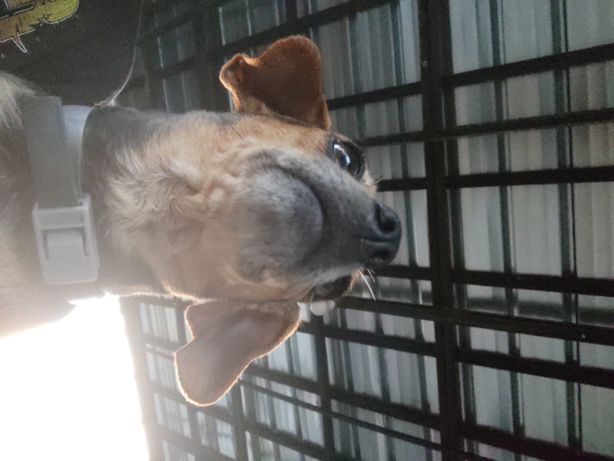 This media file features a close-up, sideways shot of a small dog's face. The dog has tan and brown fur, with one ear standing upright and the other flopped over. Its eyes are dark and shiny, and its snout is visible. The dog appears to be wearing a collar. The background consists of a dark, grid-like structure, possibly a fence or a cage, with some lighter vertical elements behind it, suggesting a backdrop or further enclosure. There is a bright light source to the left of the frame, creating a strong glare and obscuring some details of the dog's body and neck. The overall lighting suggests it might be daytime, possibly with sunlight coming from the side. The image is slightly grainy. There is no visible text. The setting appears to be an outdoor or semi-outdoor area, given the light and the nature of the background.