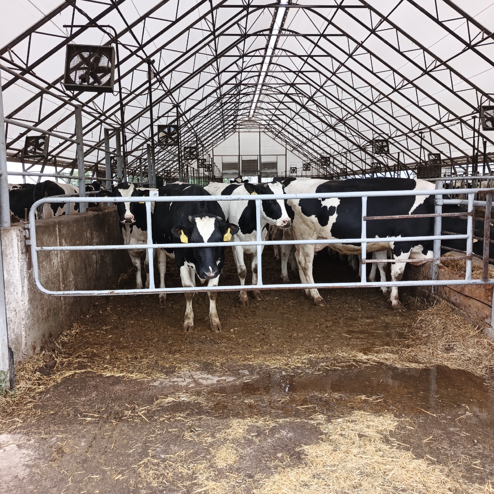 The image shows a barn with Holstein cows in Orlovka, Russia. The barn has a white canvas roof supported by a metal frame. Large fans are mounted on the frame. The cows are black and white and are standing on a floor covered with straw and mud. A metal gate separates the viewer from the cows. Some of the cows have yellow tags on their ears. The environment appears to be a farm or agricultural facility.