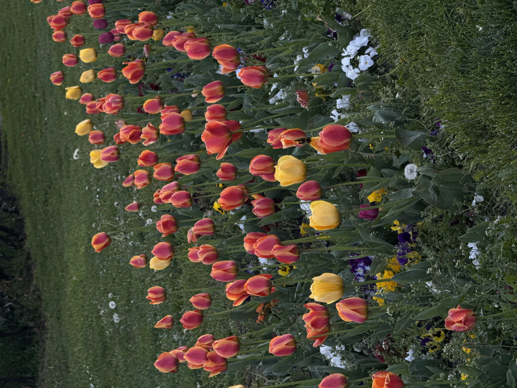 A low-angle, slightly rotated, color photograph captures a flowerbed with tulips in an outdoor setting. The color palette is dominated by greens, oranges, and yellows, with accents of purple and white.
The foreground is filled with tulip flowers in various stages of bloom. The tulips exhibit a gradient of colors, with some being predominantly orange with yellow edges, and others being solid yellow. The tulip stems are obscured by greenery.
Other flowers, including white and purple varieties, are scattered amongst the tulips and the grass. The grass itself is a vibrant green and appears slightly overgrown.
The background features more green grass and possibly trees. The overall lighting suggests an overcast day, with diffused sunlight casting soft shadows.
While the photograph itself provides no direct clues about the location, it is possible that these are the tulips planted in the city of Sofia, Bulgaria, in public gardens or parks.