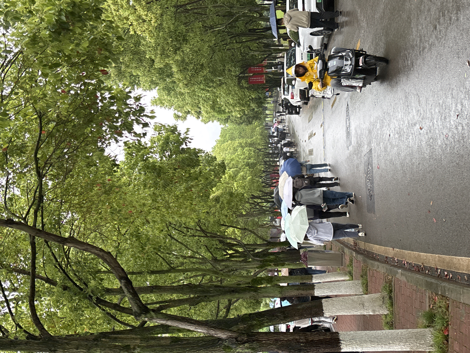 The image depicts a rainy street scene in Jiangjin, China. The road is lined with trees, their trunks painted white near the base. Several people are walking with umbrellas. A person in a yellow raincoat is riding a scooter along the road. Parked cars line the other side of the street. Red banners with writing are visible among the trees. The environment appears overcast and wet.