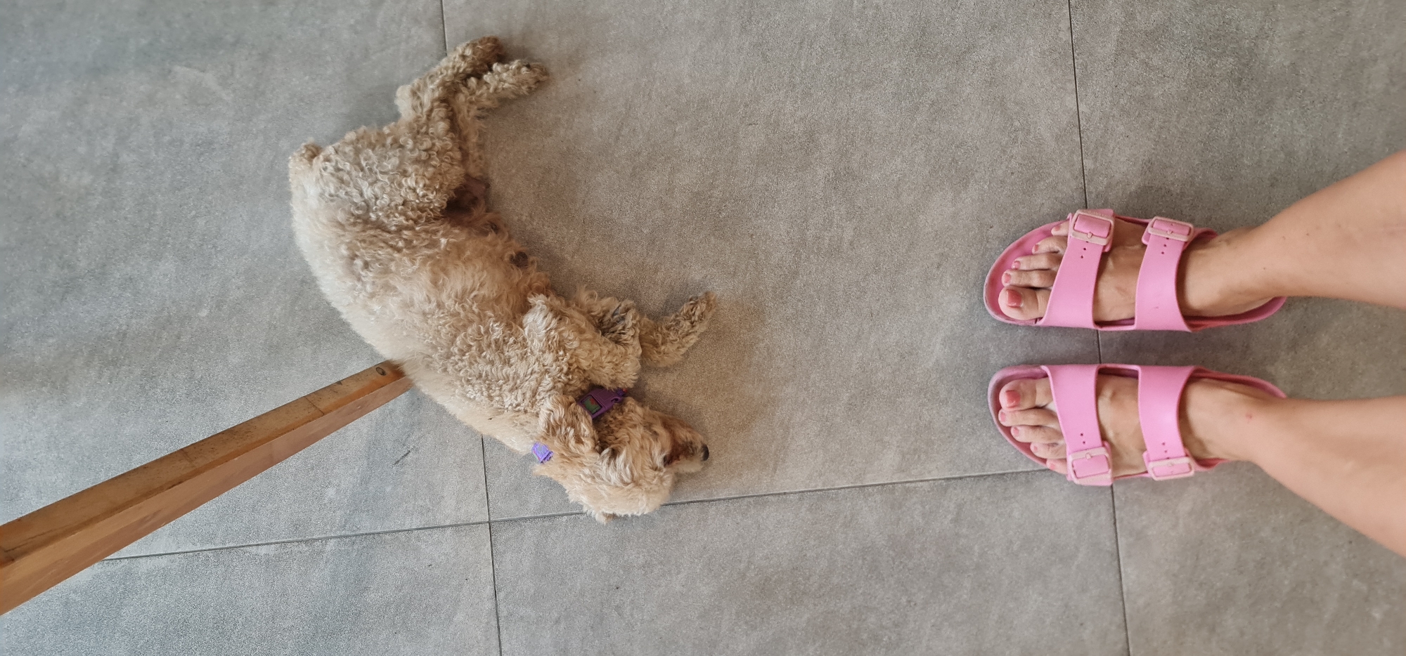 The image shows a floor scene. A beige-colored, curly-haired dog is lying on its back, next to a wooden leg, possibly from a chair or table. A pair of feet wearing pink sandals are positioned on the right side of the image. The floor is covered in gray tiles. There is no indication of the location being in the city of Đà Nẵng, Vietnam.