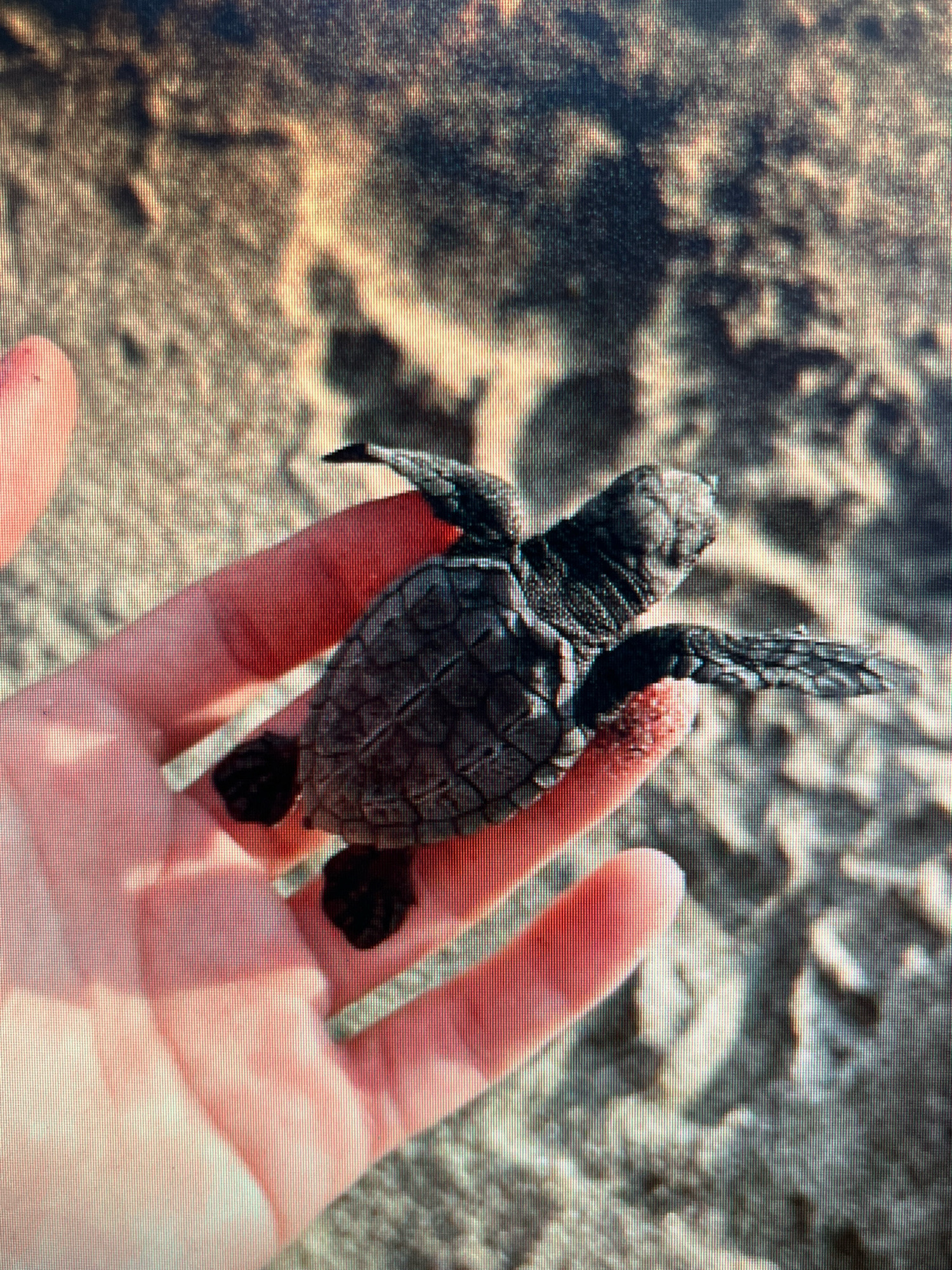A close-up, top-down view shows a person's hand holding a baby sea turtle. The hand is positioned in the center of the frame, with the pink skin of fingers and palm clearly visible. The baby sea turtle is dark gray and appears to be resting on the palm, facing towards the right side of the image. Its flippers are visible, and the scaly texture of its shell is discernible. The background consists of sandy ground with some undulations, suggesting a natural environment like a beach. The lighting appears to be natural, casting shadows on the sand. The image does not provide specific details about the city of Sejahtera, Indonesia, or any context related to that location.
