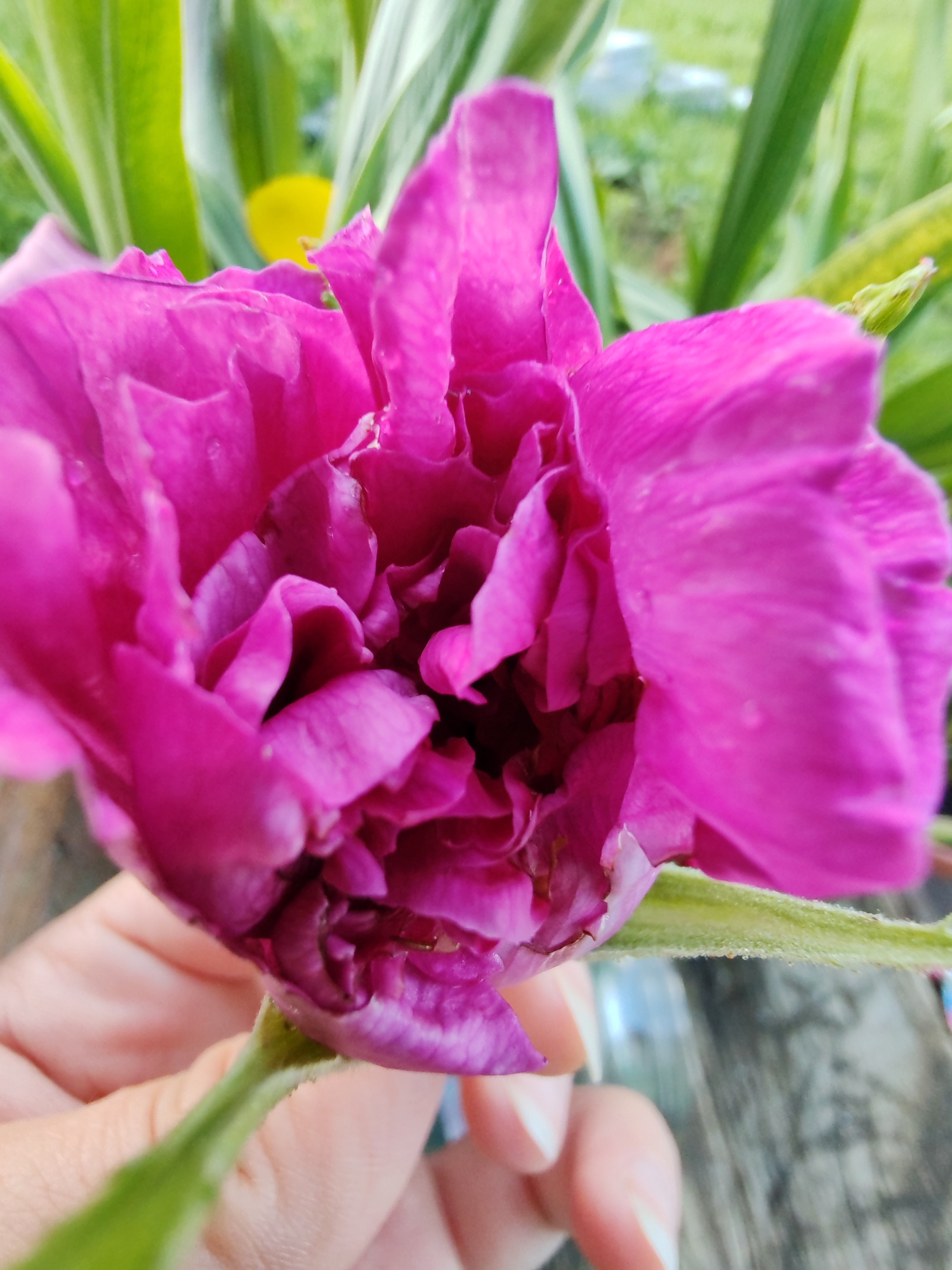 A close-up, eye-level shot captures a vibrant fuchsia flower being held by a person's hand. The flower, with its ruffled petals, is the primary subject, dominating the foreground. Behind it, blurred green foliage and a hint of a yellow object create a soft-focus background. The person's fingers, with neatly manicured nails, gently cradle the flower's stem, which is green and slightly fuzzy. The scene appears to be outdoors, possibly in a garden, given the natural elements. The image does not contain any explicit visual cues that would place it in a specific city or country, therefore, its location in Чухлэм, Russia cannot be confirmed from the visual information provided.