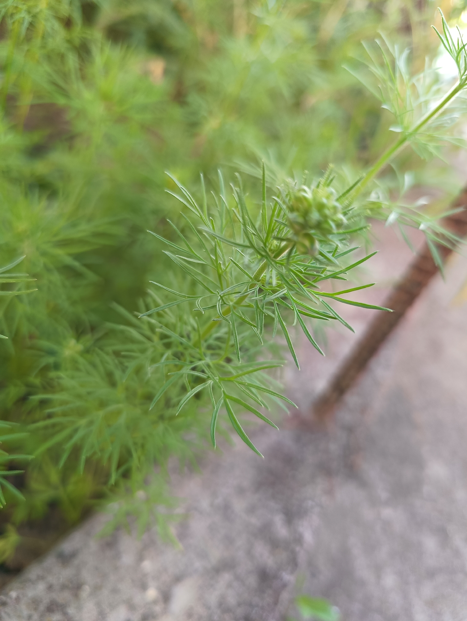 This close-up, vertical shot features a vibrant green plant with delicate, needle-like leaves, likely situated outdoors in Biliaivka, Ukraine. The central subject is a branch of the plant in sharp focus, showcasing its finely divided, feathery foliage. Towards the upper right of the main branch, a small, intricate green structure resembling a developing seed pod or flower bud is visible.
The image employs a shallow depth of field, rendering the foreground and background significantly blurred. In the background, a soft blur of more green foliage is visible, suggesting a dense growth of similar plants or other vegetation. Below the main plant and extending into the lower right, a muted, light grey and brown surface, possibly concrete or stone, is out of focus.
The lighting appears natural and soft, indicating daytime, possibly an overcast day or early morning/late afternoon, as there are no harsh shadows. The overall color palette is dominated by various shades of green, highlighting the freshness and vitality of the plant. There are no people, explicit activities, or visible text in the image.