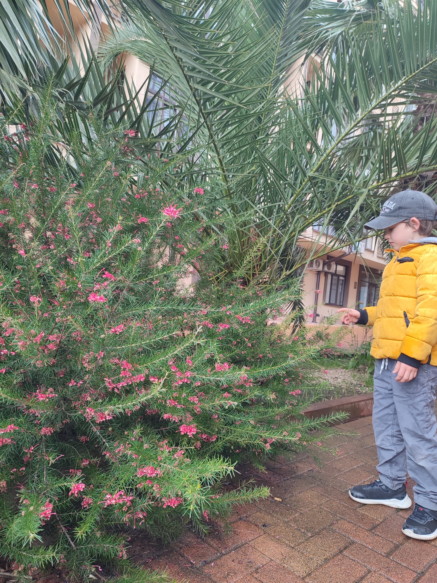A young boy in a yellow jacket, gray pants, and a baseball cap is standing next to a bush with pink flowers and a palm tree. The scene is located in Sochi, Russia. The boy is pointing at the flowers on the bush. The ground is paved with reddish-brown bricks. A building is visible in the background, and there are air conditioning units on the building.
