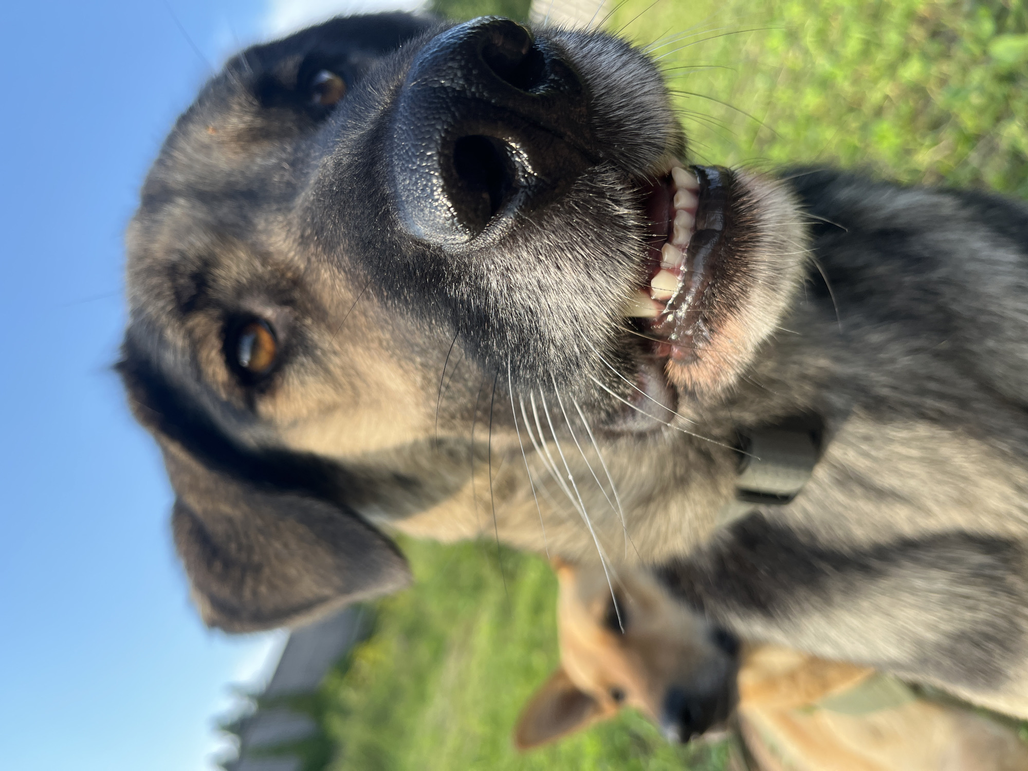 A close-up, low-angle shot captures a dog's face, tilted upwards towards the camera. The dog's dark, wet nose is prominently featured, with its nostrils visible. Its mouth is slightly open, revealing a row of white teeth and a pink tongue. The dog has amber-colored eyes and dark fur with lighter grey and tan markings. Long, white whiskers extend from its snout. A dark collar is visible around its neck. In the background, another dog, a lighter tan color, is partially visible and out of focus. The setting appears to be outdoors, with a bright blue sky above and blurred green grass and foliage in the background, suggesting a sunny day. The image has a shallow depth of field, focusing sharply on the main dog's face and blurring the surroundings. There is no visible text in the image. The time of day appears to be daytime, given the bright sunlight. The overall emotion conveyed is playful and curious, as the dog seems to be interacting with the camera.