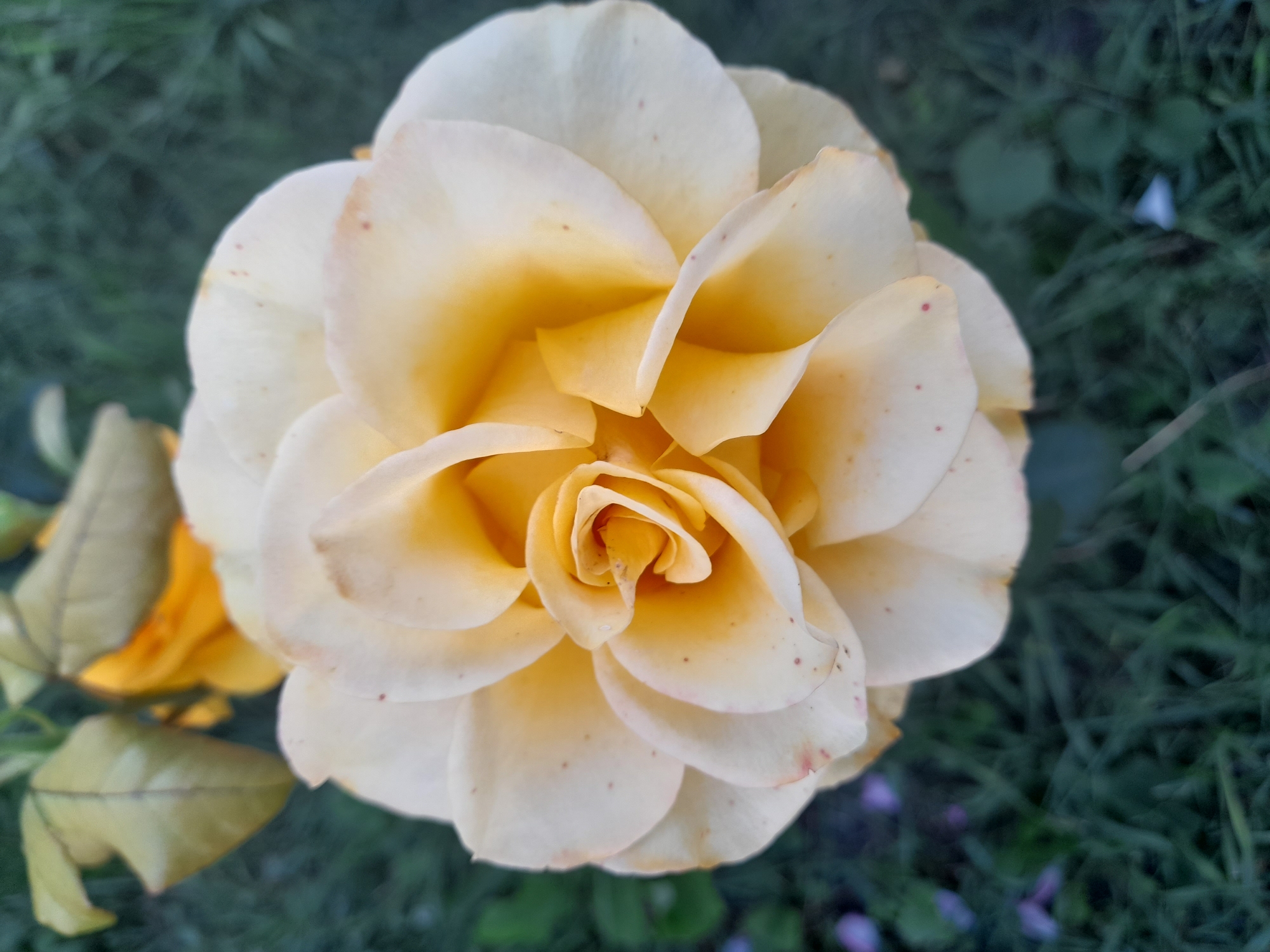 This is a close-up, top-down shot of a light yellow rose in bloom. The petals are layered and unfurling, revealing a more intense yellow at the center. Some of the petals have small, reddish-brown spots. The rose is in focus, while the background is a blur of green grass and foliage, with a few faint purple flowers visible. To the left, some yellow-green rose leaves are also visible, appearing slightly withered. The lighting suggests it might be late afternoon or early evening, with soft light casting shadows. The overall mood is peaceful and natural, highlighting the beauty of the flower. The image was taken in Kliushnykivka, Ukraine. There is no visible text.