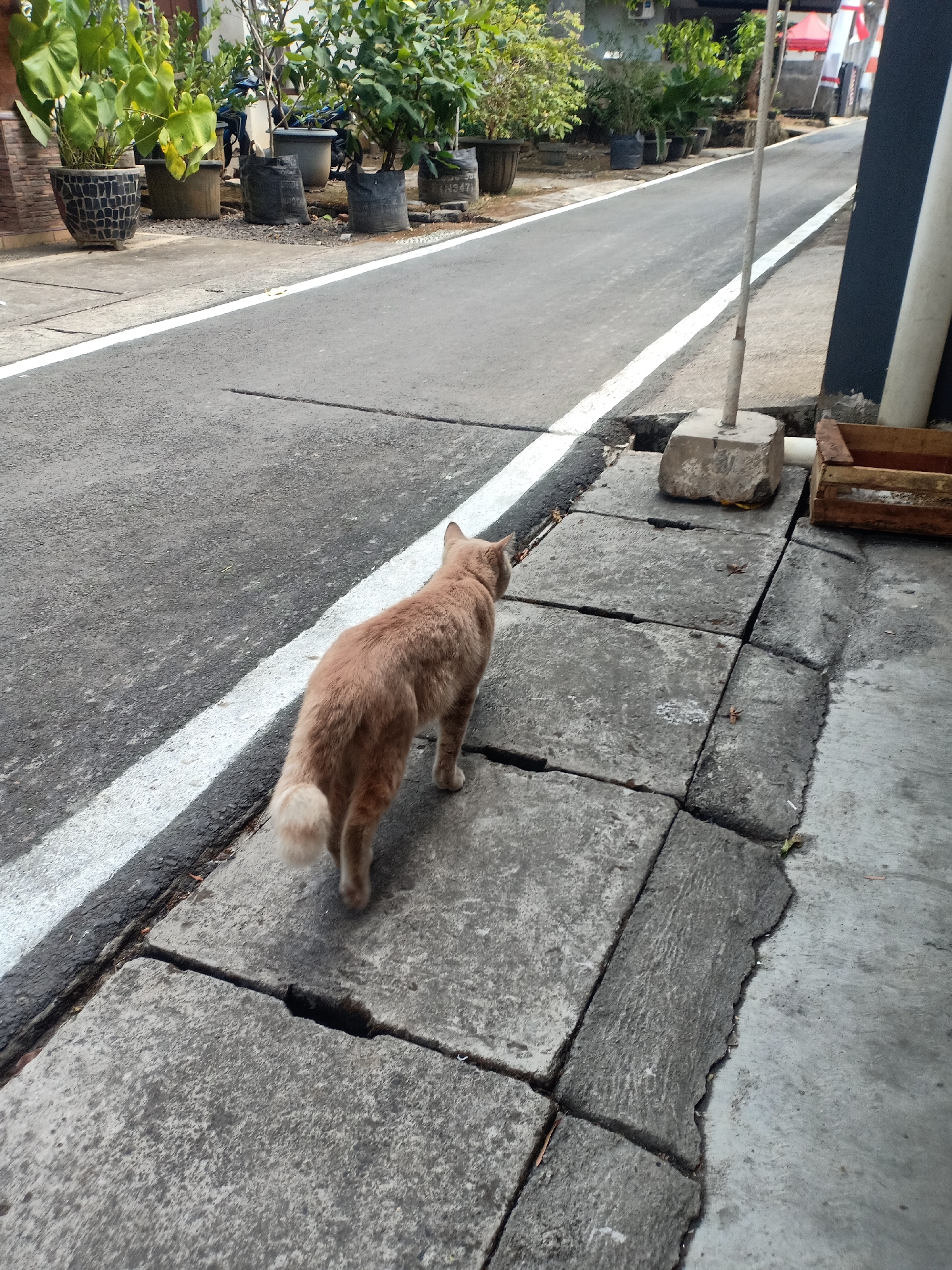 A ginger cat is walking away from the camera on a cracked concrete sidewalk next to a paved road in Semarang, Indonesia. The road has a white line painted on its edge. In the background, several potted plants are arranged along the side of the road, and a portion of a building is visible. A wooden crate sits on the sidewalk near the road. The scene appears to be outdoors on a cloudy day.