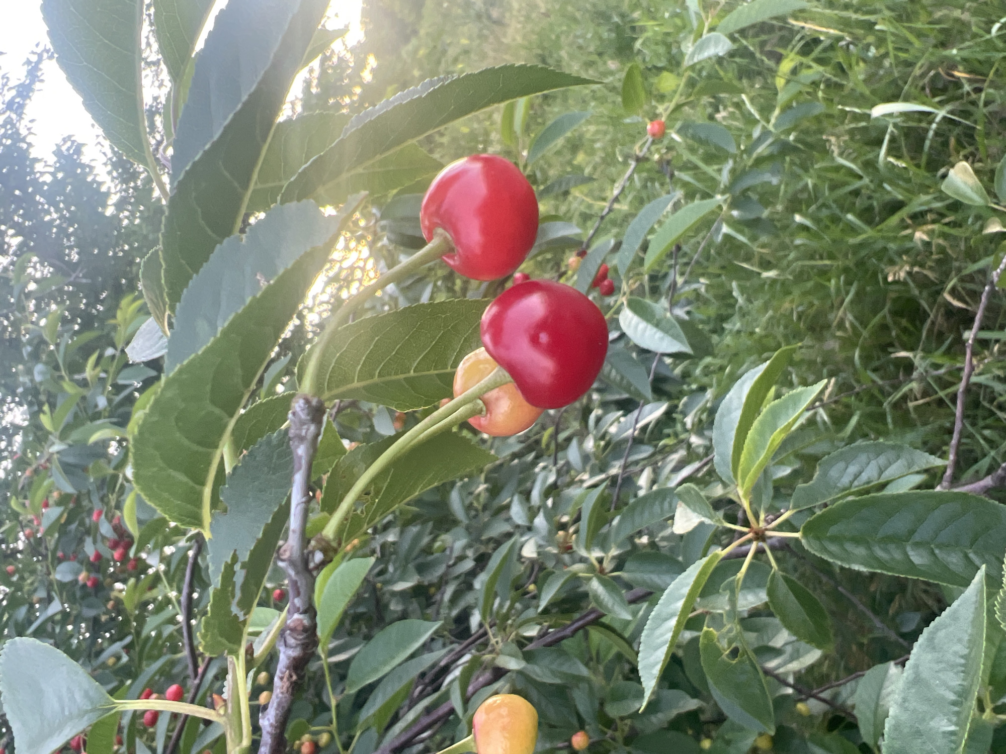 A close-up, eye-level shot captures a branch of a cherry tree laden with fruit and green leaves, set against a softly blurred background of more foliage and grass. The sun is setting, casting a warm glow through the leaves and creating lens flare in the upper right portion of the image. In the foreground, on thin stems, are several cherries. Two prominent red cherries hang from a branch in the center right. To their left, a yellow-orange cherry is visible, and a slightly darker orange one is partially obscured. More red and yellow cherries, some smaller and less ripe, are scattered throughout the branches in the background, along with numerous green leaves. The environment appears to be a natural outdoor setting, possibly a garden or orchard, with the presence of grass and other vegetation indicating a rural or semi-rural location within or near Dubăsari town council, Moldova.
