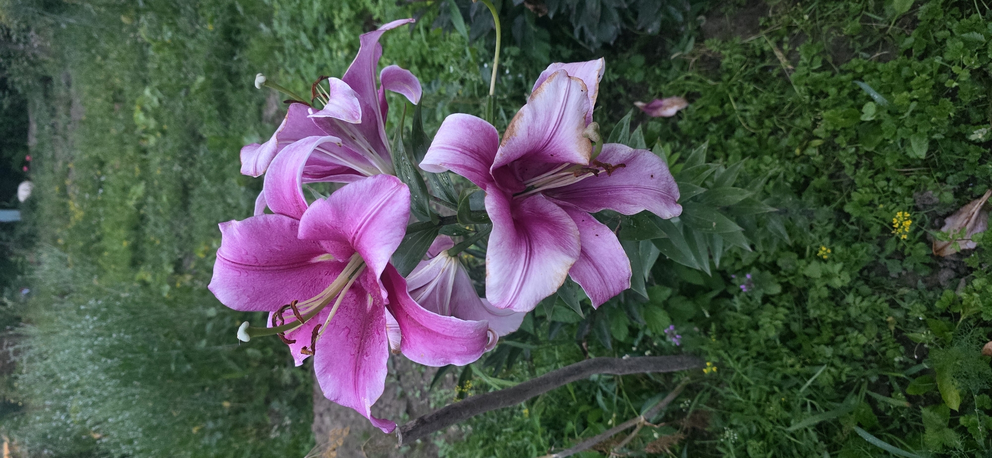 This is a close-up, vertical, eye-level shot of a cluster of pink and white lilies in a garden. The flowers are the primary focus, with their petals unfurled and showing water droplets, suggesting recent rain or watering. The stamens and pistils are clearly visible, with brown anthers and pale green pistils. Some of the petals show slight browning and wilting at the edges.
The lilies are growing amidst lush green foliage. The background is a mix of green grass, other plants, and some dried leaves on the ground. A thin, dark, vertical twig or stake is present on the left side of the image, partially obscured by the lily plant. In the distant background, a blurred area of green vegetation is visible, with hints of light colored objects that could be a distant fence or structure.
The scene depicts a natural outdoor setting, likely a backyard or garden in a rural or suburban area. The lighting suggests it is either early morning or late afternoon, with soft, diffused light.
Given the location of Taraskovo, Russia, this image likely depicts a home garden or a public green space within the village. The overall impression is one of natural beauty and the presence of blooming flowers.