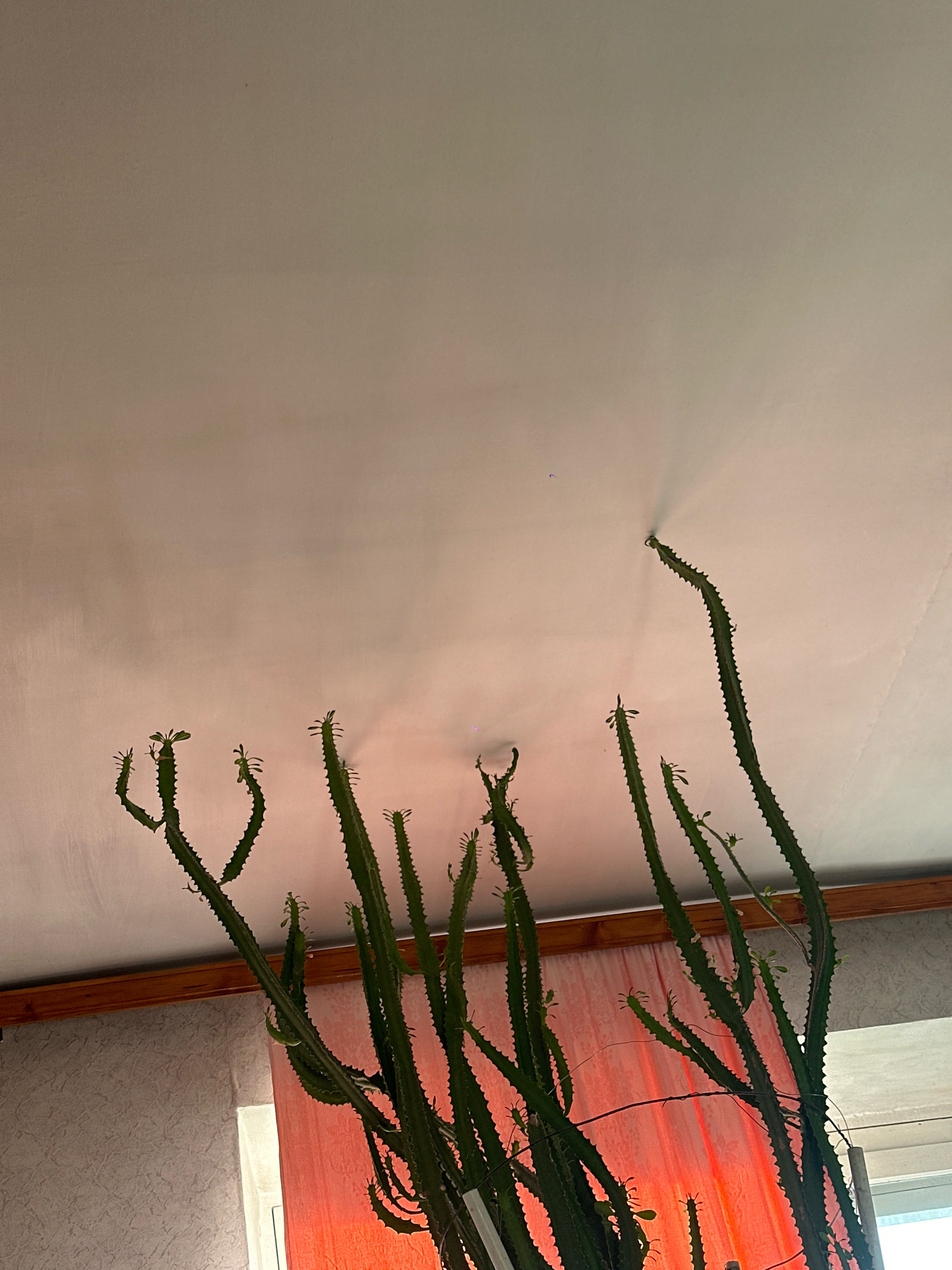 An indoor shot, taken from a low angle looking up towards the ceiling, shows a tall, multi-stemmed green cactus plant. The cactus is the primary subject, with its elongated, ribbed stems reaching upwards. The background is dominated by a plain, off-white ceiling with slight texturing and some minor imperfections, possibly water stains or damage. A wooden trim runs horizontally across the lower portion of the image, separating the wall from the ceiling. To the right of the cactus, a sheer, translucent orange curtain is visible, suggesting the presence of a window. The lighting appears to be artificial, casting subtle shadows and highlighting the texture of the ceiling and the plant. The overall scene suggests a domestic indoor environment. The image was taken in Biysk, Russia.