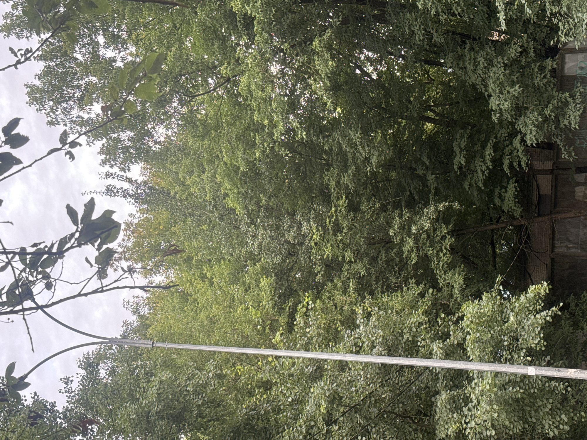 This is a low-angle outdoor shot of a street light pole and a dense canopy of green trees against an overcast sky in Dedovsk, Russia. The street light pole is tall and made of metal, with two curved arms extending upwards, though no light fixtures are visible. The trees are lush and full, obscuring much of the sky and creating a shaded environment. In the lower portion of the image, parts of a wooden fence and a concrete wall with graffiti are visible. No people are present in the frame.