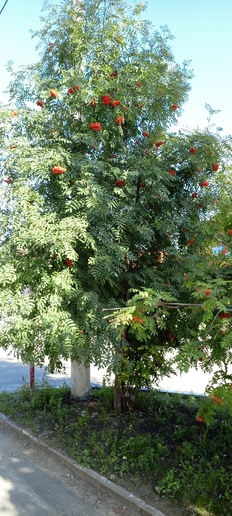A mature rowan tree, laden with bright red berries, stands on a paved area next to a curb in Kirsanov, Russia. The tree's canopy is dense with green foliage and clusters of berries, some of which are backlit by the sun. The trunk of the tree is thick and rough, with a lighter colored concrete pole or post visible near its base. The ground around the tree is covered in green grass and some scattered debris. The sky is a clear, light blue. The scene appears to be an outdoor urban environment.