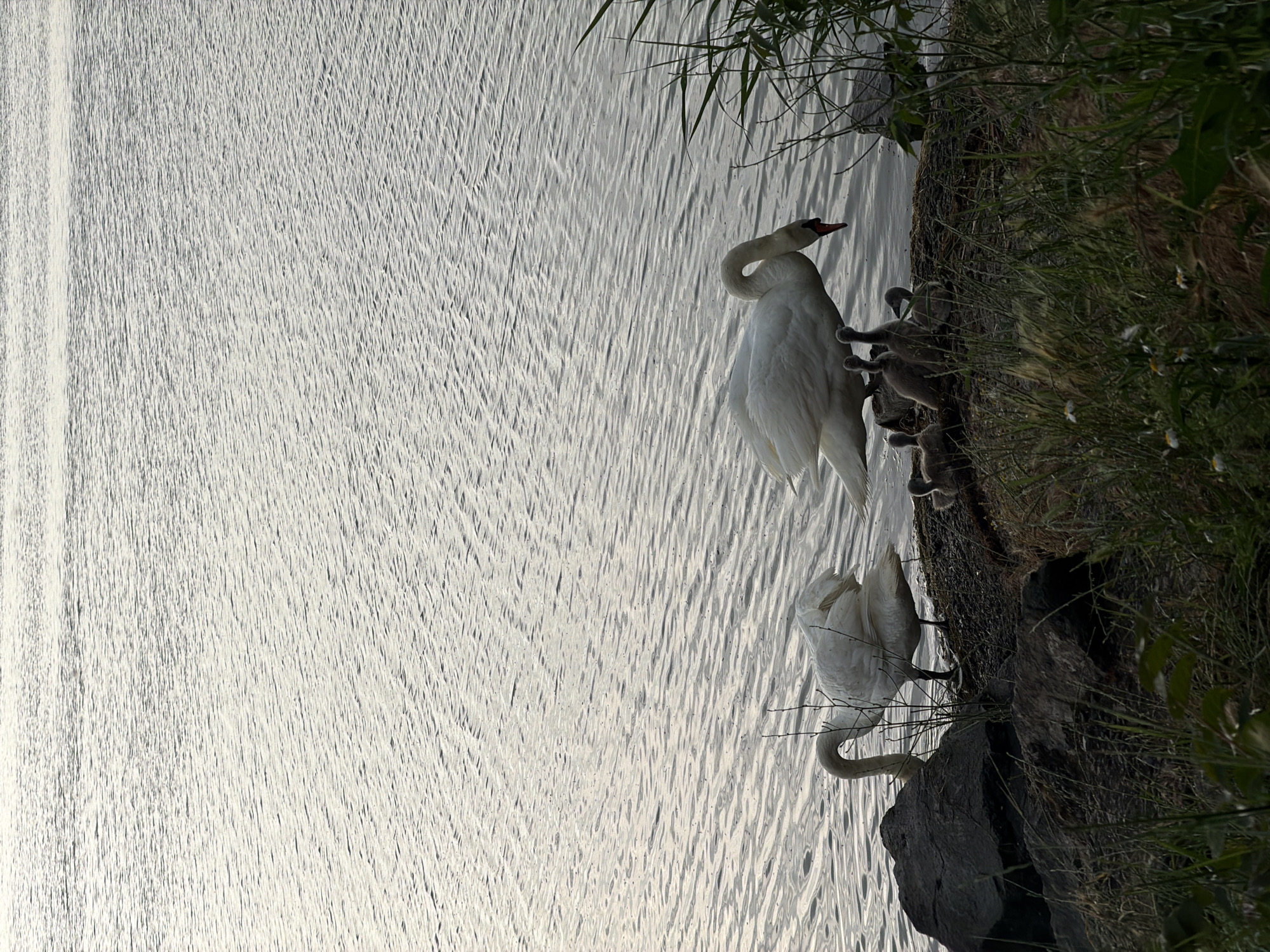 A horizontally oriented image depicts two adult swans and several cygnets at the edge of a body of water, possibly a lake, in Burgas, Bulgaria. The swans and cygnets are located on a small embankment with grass and vegetation growing on it. The water has a rippled surface reflecting light, with vertical striations adding texture. One adult swan stands with its neck arched, while the other is lower, near the water's edge. Several cygnets appear to be clustered around the standing swan. The setting appears to be outdoors, possibly a park or nature reserve.