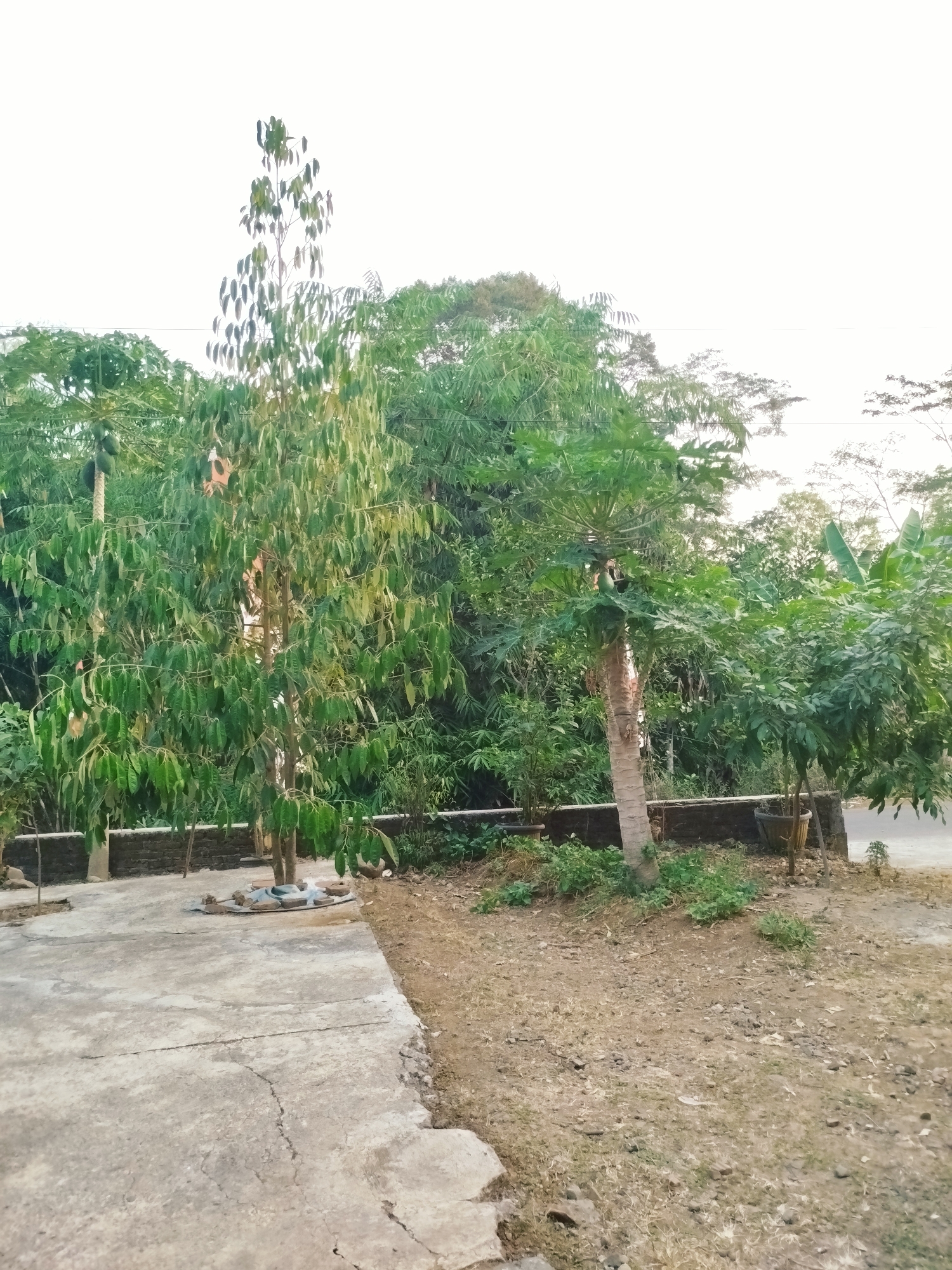 The image depicts a scene in Mojogedang, Indonesia, featuring a yard with concrete and dirt areas, bordered by a low brick wall. Several trees are prominent: a tall, slender tree with sparse leaves stands in the foreground left, while a papaya tree with visible fruit is positioned behind it. Dense green foliage, including bamboo and other leafy trees, forms a backdrop. A paved road is visible to the right. The sky is overcast and bright. There are no people or animals clearly visible in the frame.