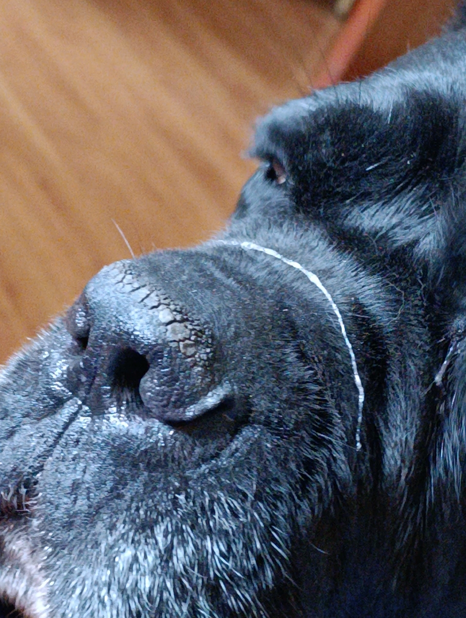 The image is a close-up, side profile of a black dog's snout. The dog's nose is dark and textured, with visible cracks and dry patches. A thin, white string of liquid, possibly saliva, trails from the dog's nose upwards towards its eye. The fur around the snout appears wet and slightly matted. The background is out of focus, showing a warm, brown-toned surface, likely wood. There are no people or identifiable landmarks of Brovary, Ukraine, in this image.