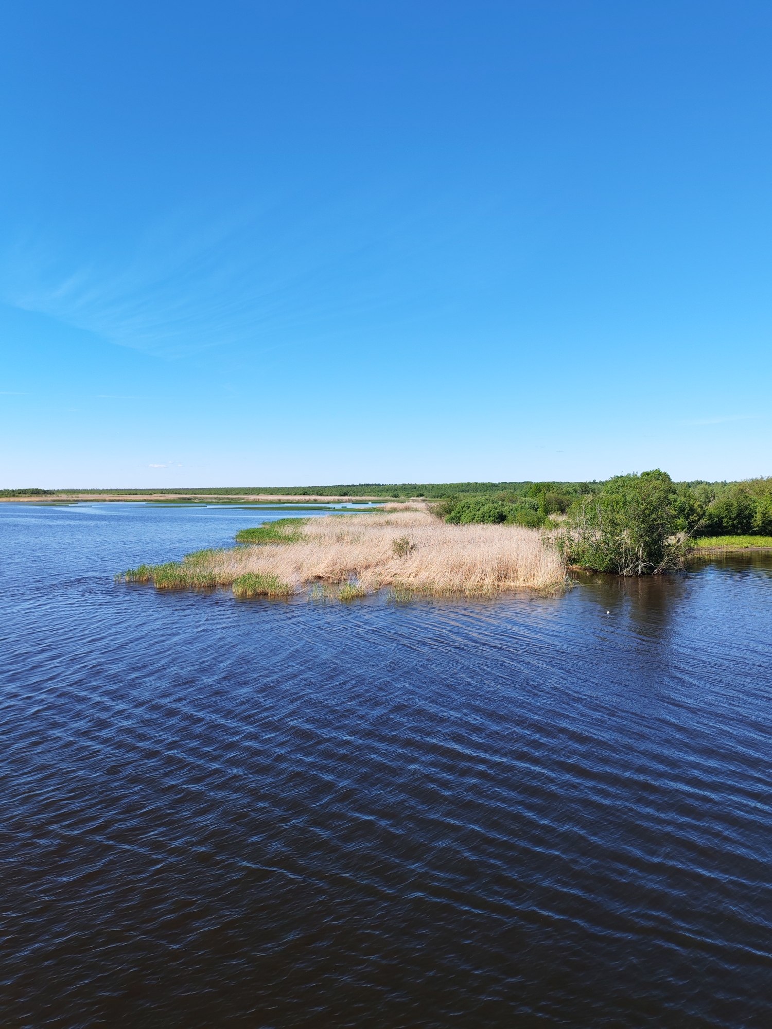 The image presents a wide, serene natural landscape dominated by a vast expanse of water under a bright blue sky. The water, appearing deep blue with undulating ripples, occupies the foreground and midground. Along its banks, dry, golden-brown reeds stretch in thick clusters, interspersed with patches of vibrant green aquatic vegetation. Further in the distance, a continuous line of dense green trees and shrubs marks the horizon, suggesting a forested shoreline.
The sky above is a clear, brilliant blue, with only faint, wispy white clouds visible high up, indicative of a fine, sunny day. The overall lighting suggests it is daytime, likely mid-morning or early afternoon. No people, buildings, or explicit human activities are depicted, emphasizing the untouched natural beauty of the environment. The scene evokes a sense of tranquility and the expansive solitude of a natural waterway. Given the provided context, the image captures a characteristic view of a body of water in Krokhino, Russia. There is no visible text.