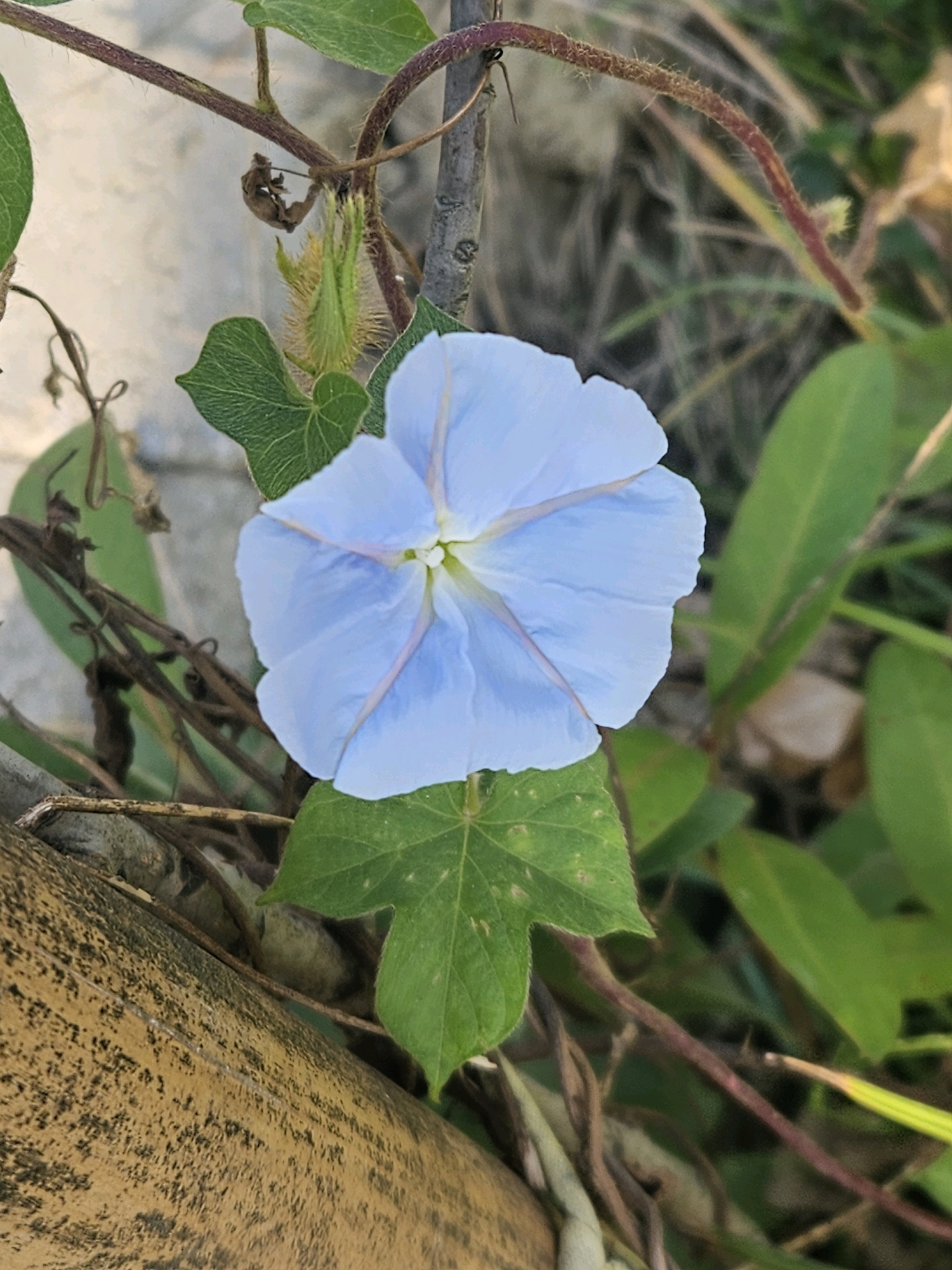 A close-up, eye-level shot captures a delicate, pale blue flower with five petals, each marked with a thin, lighter pink line radiating from the center. The flower is surrounded by various shades of green foliage, with some dried brown vines and stems interspersed. A textured, light brown object, possibly a piece of bamboo or wood, dominates the lower left of the frame. The background is softly blurred, suggesting an outdoor environment with hints of grass and light-colored surfaces, possibly a wall or pavement. The overall impression is one of natural beauty and quiet stillness, possibly found in a garden or natural area within Puzi City, Taiwan.