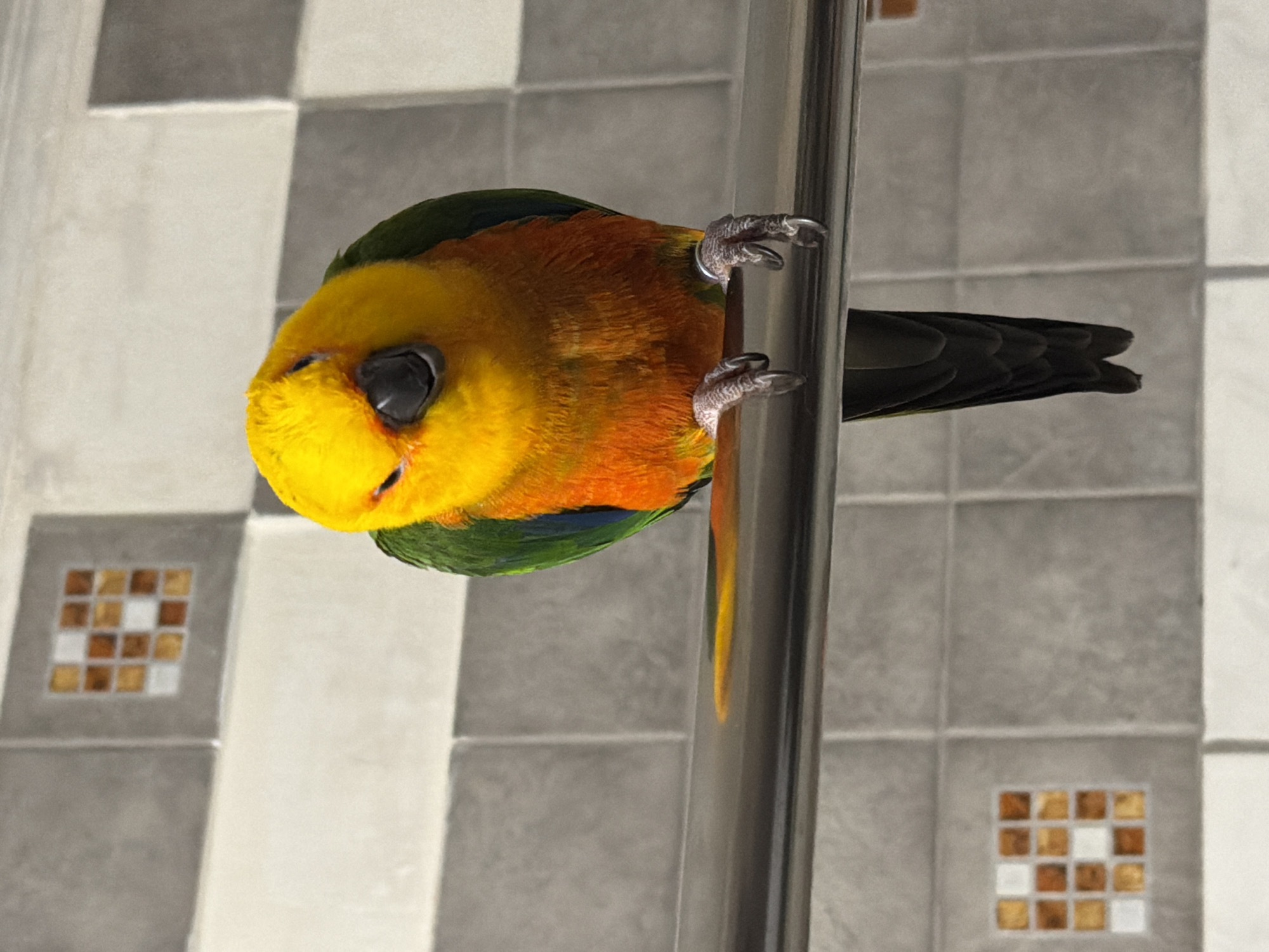The image features a vibrantly colored parrot clinging vertically to a polished metal pole, set against a tiled wall. The parrot, likely a Sun Conure or a similar species, exhibits brilliant yellow plumage on its head and upper breast, transitioning to orange on its lower breast and belly, and dark green on its back and wings, with hints of blue visible on its side. Its eyes appear closed or nearly closed.
The bird's taloned feet are wrapped securely around the slender, silver-colored metal pole, which extends vertically through the right side of the frame. The pole reflects ambient light and some of the parrot's colors.
The background is a wall tiled with large, square tiles that alternate between a light off-white and a darker grayish-beige, forming a checkerboard pattern. Two decorative mosaic squares, composed of smaller, shimmering golden-brown and white tiles, are embedded in the wall; one is in the lower left, and another is partially visible in the lower right. The setting appears to be indoors, under artificial lighting. No text is visible in the image. The parrot's pose and closed eyes suggest a state of rest or comfort. The location context provided is Khimki, Russia.