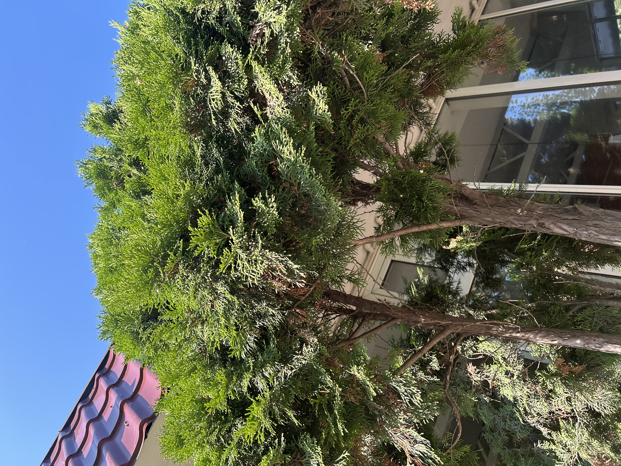 The image shows a close-up view of a coniferous tree with dense green foliage, its branches reaching towards a clear blue sky. Part of a building with a red tiled roof and white siding is visible in the upper left corner. The tree trunks are brown and textured. In the background, through the branches, a modern building with large windows and white framing can be seen. The scene appears to be outdoors on a sunny day. The location is identified as Moscow, Russia.