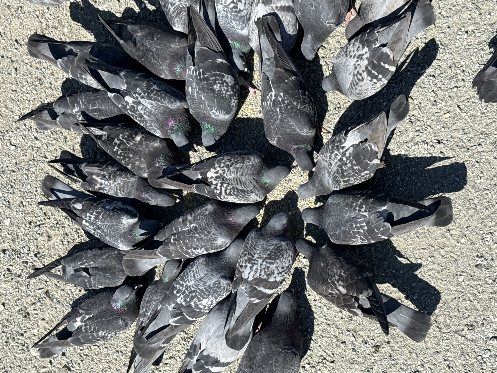 A flock of approximately 20 pigeons gathers on a rough, light-grey concrete surface. They are predominantly grey with darker patterned wings and iridescent necks, heads lowered as if feeding. Shadows are cast, suggesting a daylight setting. The location is unknown and cannot be determined to be in Votkinsk, Russia from the image.