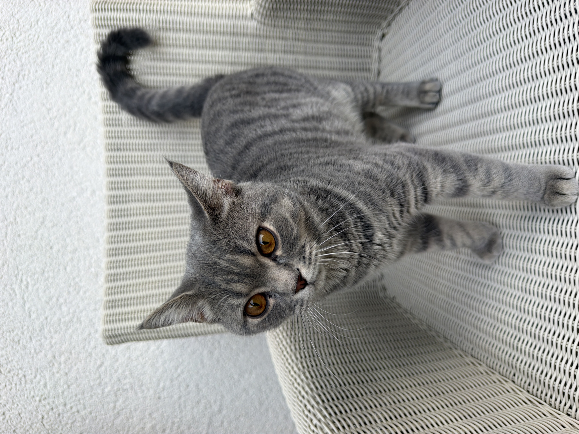 A grey tabby cat with large, amber eyes stands on a white woven chair. The cat is facing forward, with its tail curled upwards. The background is a textured white wall. The scene appears to be outdoors, possibly in a garden or on a patio in Creußen, Germany.