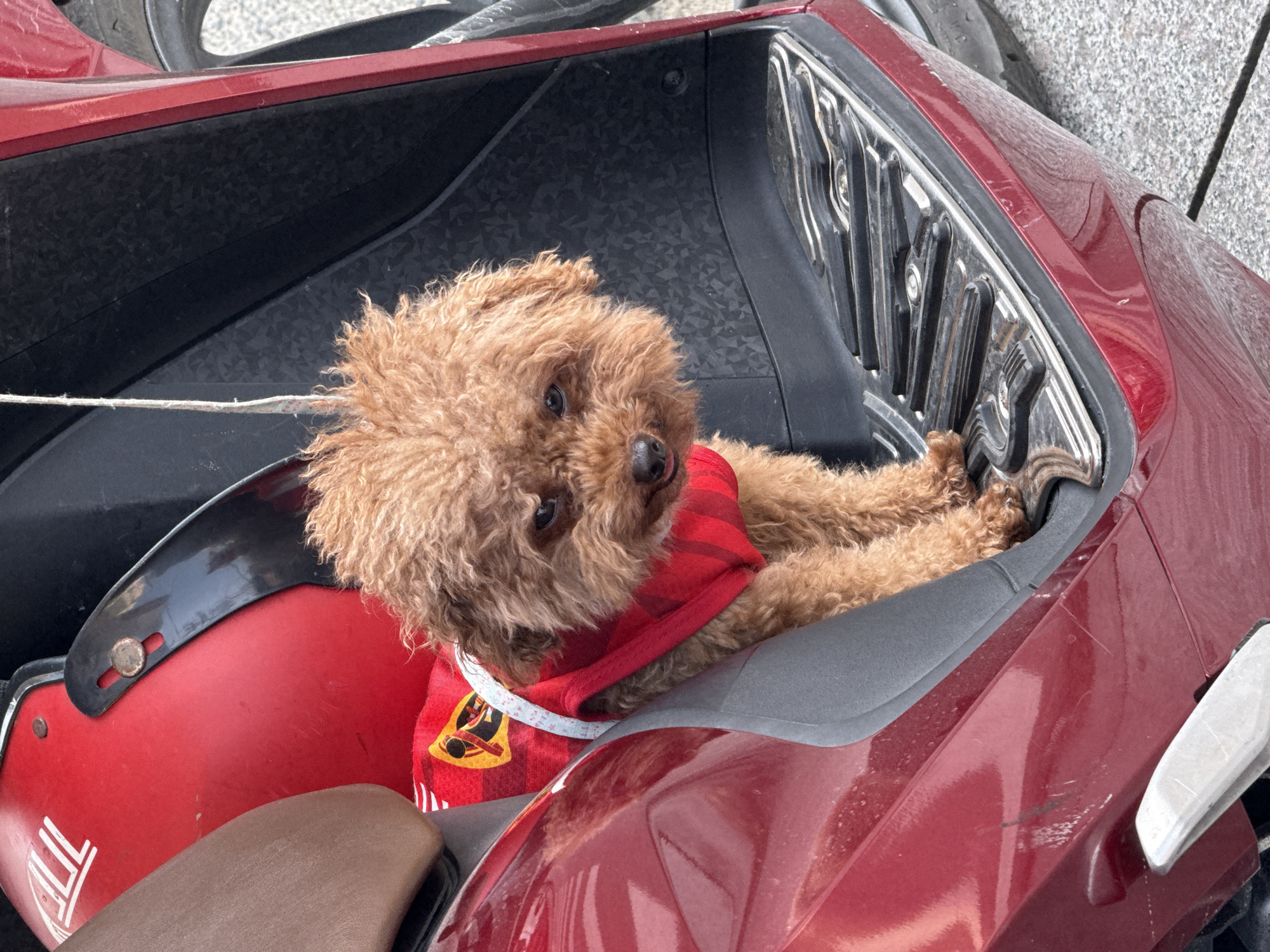 A small, light brown poodle wearing a red garment is sitting in the front compartment of a red scooter, adjacent to a red helmet. The scooter is parked outdoors. The location is likely Đà Nẵng, Vietnam, but this cannot be determined with certainty from the provided image.