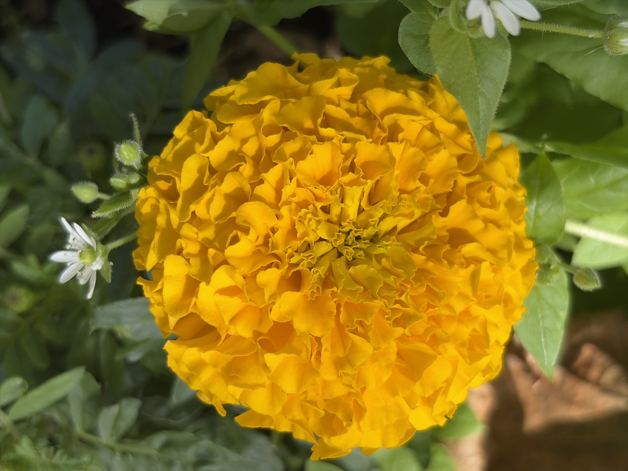 A close-up, high-angle shot focuses on a vibrant orange marigold flower, its petals intricately layered and ruffled. The flower dominates the frame, with hints of green foliage surrounding it. In the upper left and right portions of the image, small white flowers with yellow centers are visible, some with developing buds. The lighting suggests an outdoor setting, possibly a garden, with sunlight casting soft shadows. The background is softly blurred, consisting of out-of-focus green leaves and hints of brown earth or a surface below. There are no discernible people or specific Moscow landmarks.
