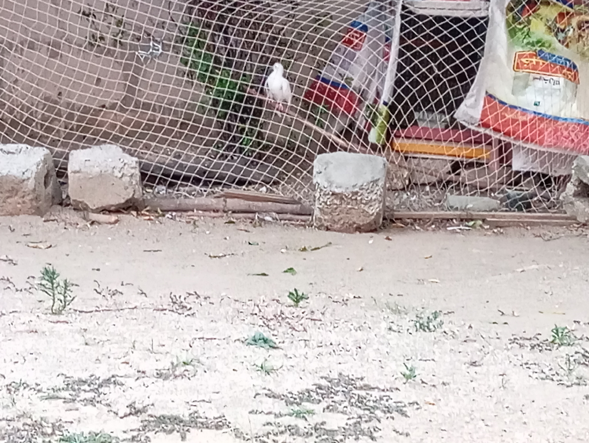 A white dove stands on a thin branch behind a net enclosure. Two light-colored, rough-textured cubes sit in the foreground, one to the left of the other. A sandy ground with scattered green plants stretches into the background. A structure, possibly a building, is visible behind the net.