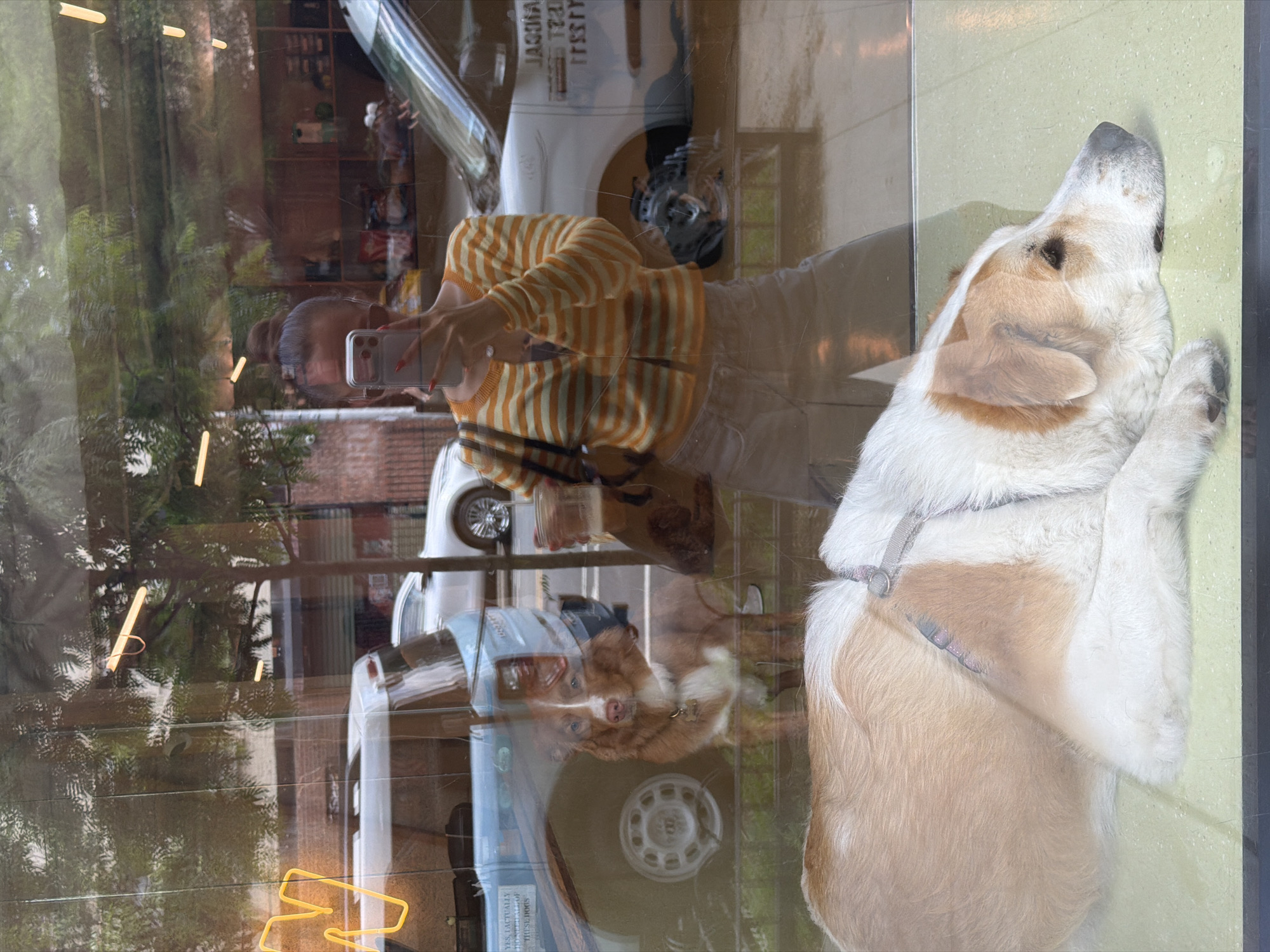 Here's a detailed description of the image:
**Setting:** The scene appears to be viewed through a window, possibly a store or restaurant in an urban environment. The presence of trees and buildings reflected in the glass suggests an outdoor setting in a city. Based on the writing on the window, it seems very likely to be in New York City, New York, United States of America.
**Subjects:**
* **Person:** A person is taking a picture with their phone, reflected in the glass. They are wearing an orange and white striped shirt and light-colored pants.
* **Dogs:** Two dogs are visible in the image. One dog has its face pressed against the glass. It is primarily white with some light brown markings. The second dog is laying down, with similar colorings. Both appear to be domestic pets.
**Objects:**
* **Phone:** The person is holding a smartphone.
* **Glass window:** The entire scene is viewed through a large pane of glass, which reflects the surrounding environment.
* **Vehicles:** Reflections in the glass show cars on a street, some appear to be white vehicles.
**Actions and Interactions:**
* **Taking a photo:** The person is actively using their smartphone to take a photo, presumably of the dogs.
* **Dog behavior:** One dog is pressed against the glass, possibly trying to get attention or simply resting.
**Environment:**
The environment is urban, with reflections suggesting trees, buildings, and street traffic. The reflections create a complex, layered visual effect. There are light fixtures, possibly neon lights visible through the glass, adding to the urban setting.