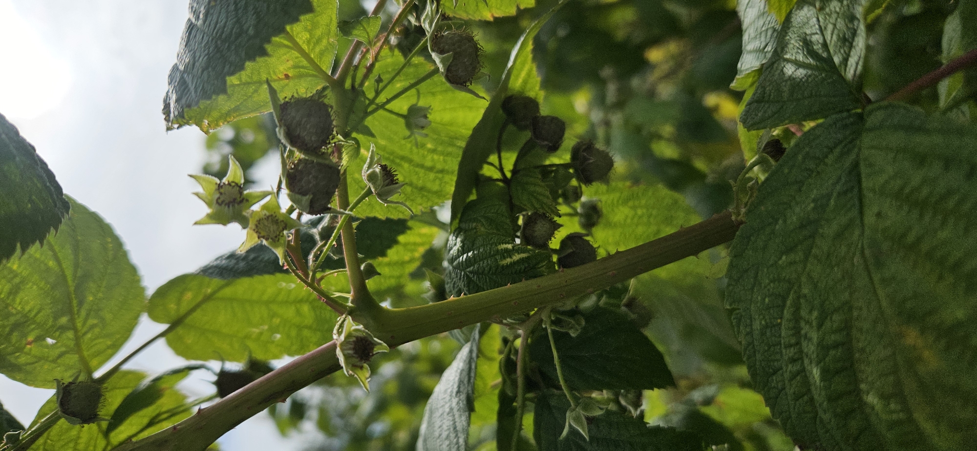 A close-up, vertical shot shows a thick, thorny branch of a raspberry plant against a bright, overcast sky. Several unripe raspberries, small and fuzzy and greenish-brown, hang from the branches. Some developing flowers, with light green petals and dark centers, are also visible. Large, textured green leaves dominate the foreground and midground, some catching the light. The background is a soft blur of green foliage. The image was taken in the Mazalawski Selski Sovet, Belarus.