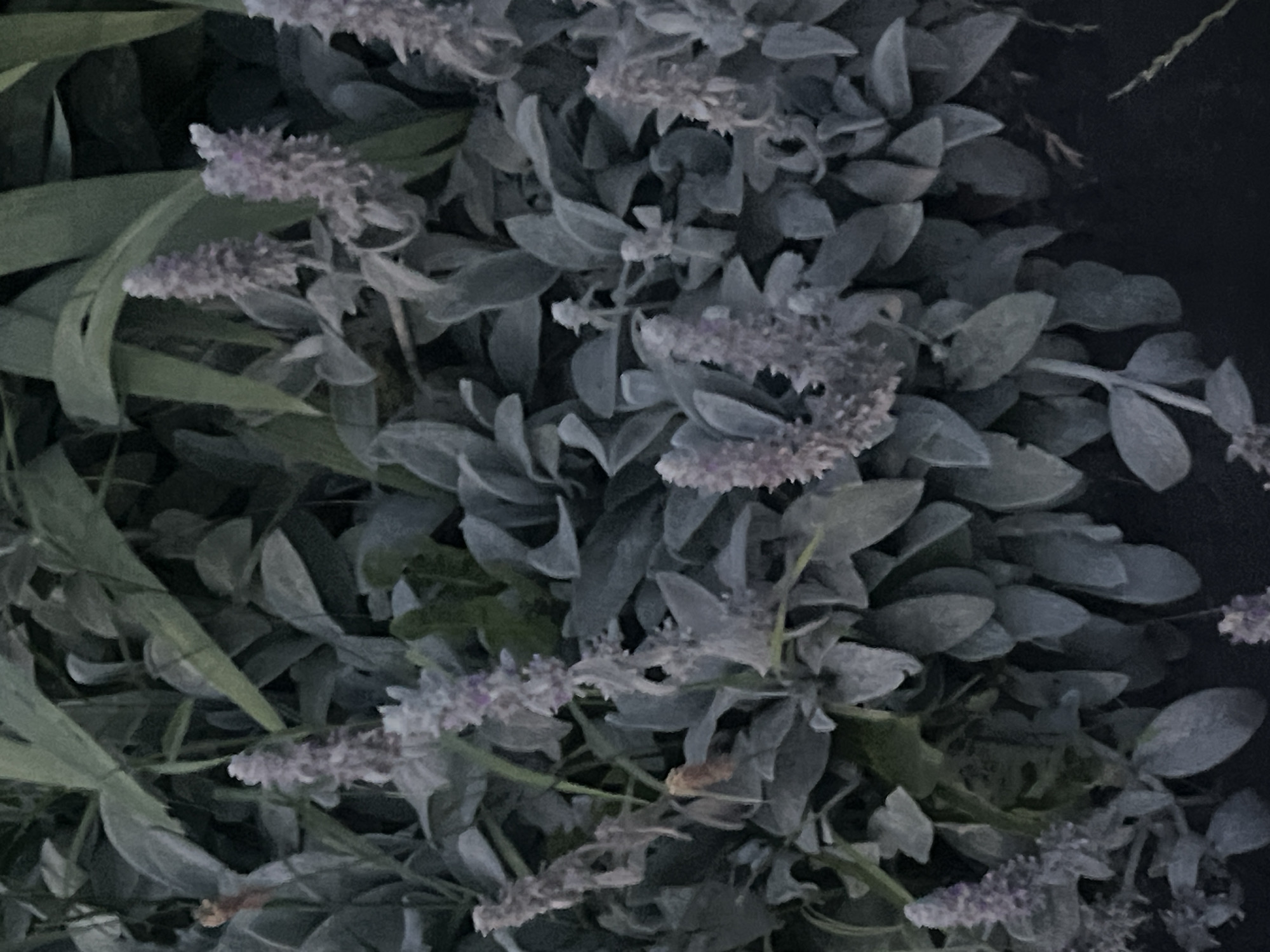 The image shows a close-up of a densely planted garden bed. The primary subjects are plants with soft, fuzzy, grey-green leaves and numerous tall, spiky flower stalks that are a pale lavender or pinkish hue. These flower stalks are clustered and appear to be the main focus of the blooms. Among the dominant plants, there are also broader, darker green leaves that provide a backdrop, suggesting a mix of plant types. The lighting appears to be dim, possibly early morning or late evening, casting a somewhat muted and shadowy atmosphere over the scene. The ground is not visible, indicating the image is focused solely on the foliage and flowers. The scene is situated in a garden within the city of Bârnova, Romania. There are no people, animals, or man-made objects visible in the frame.