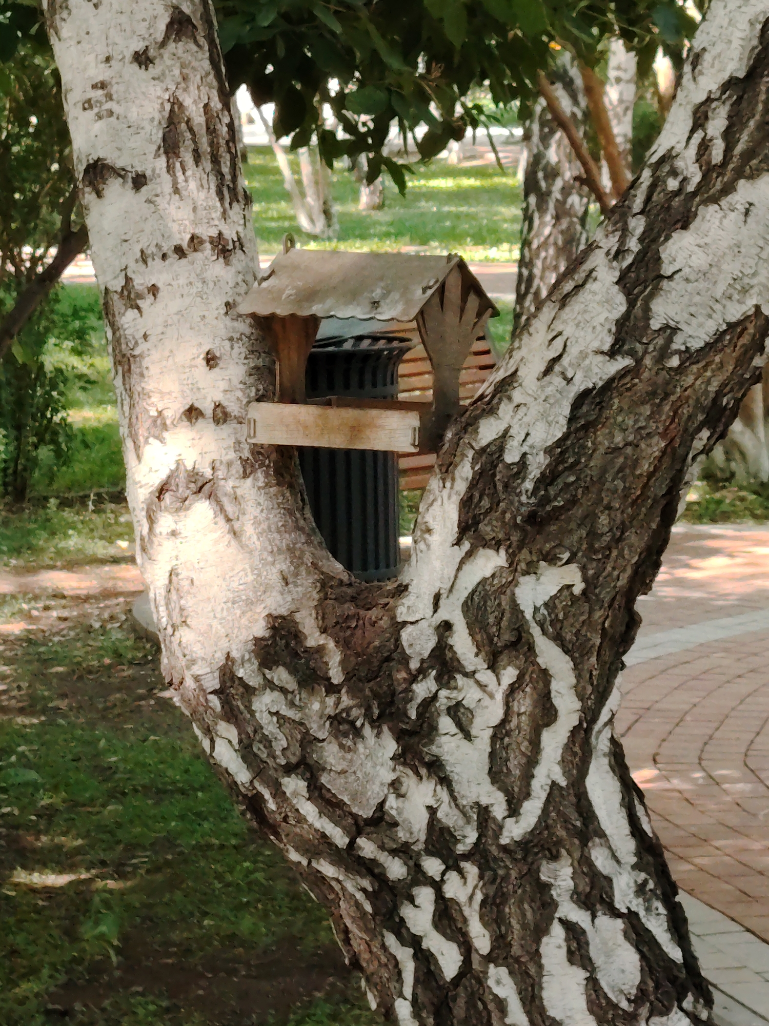 An outdoor medium shot shows a birdhouse mounted on a white-barked tree trunk in a park-like setting. The birdhouse is constructed of wood with a metal roof and a small wooden platform. Behind the birdhouse, a dark trash receptacle is visible, along with a slatted wooden bench. The tree trunk is split into two main branches, with the foreground dominated by the rough, textured bark. The background features green grass, other trees, and a paved walkway with a reddish-brown hue, suggesting an urban park environment. The lighting indicates daytime, with shadows cast on the ground. The image is clear and in focus on the birdhouse and tree trunk. The location is identified as Astana, Kazakhstan.