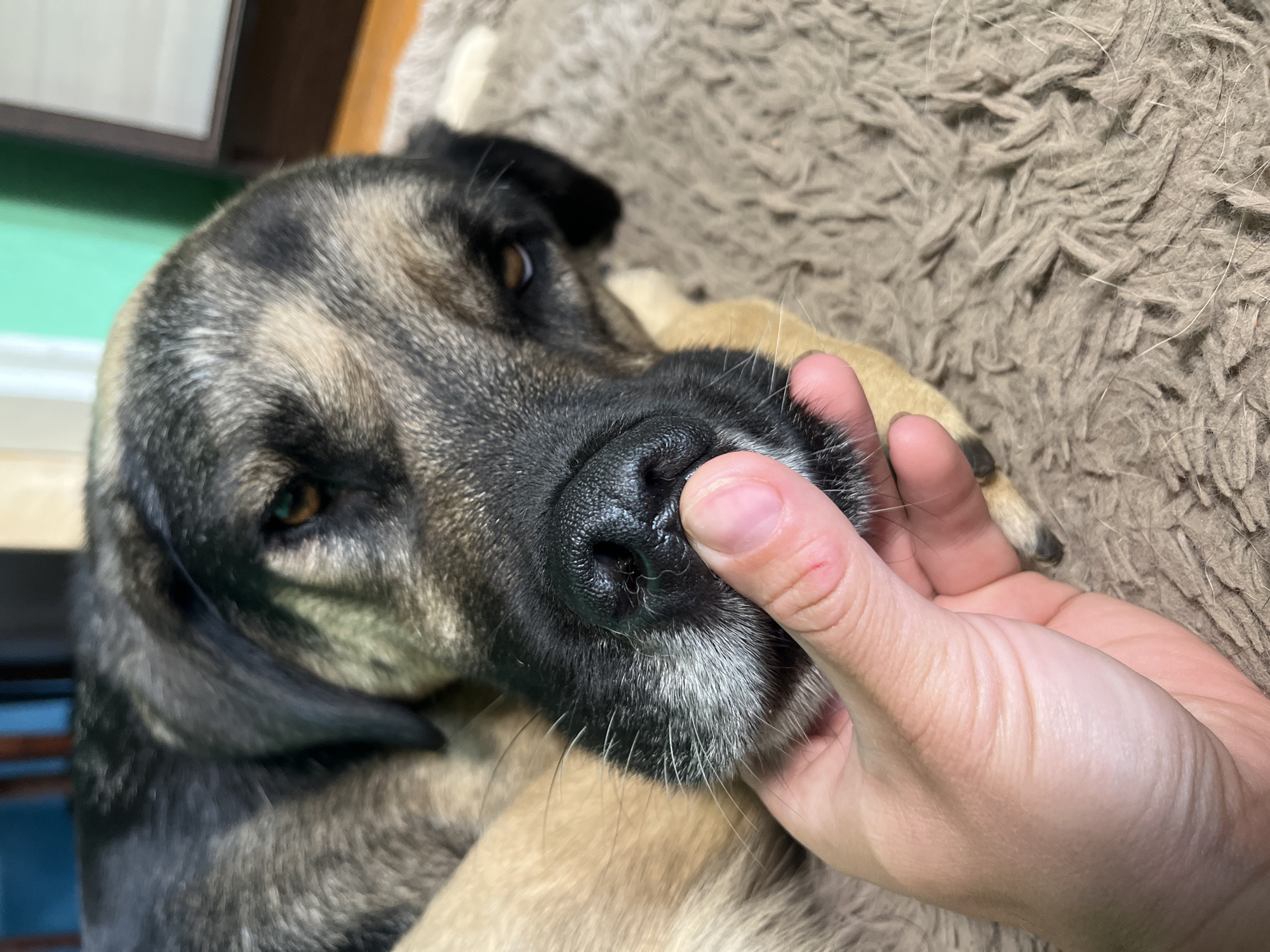 A close-up, eye-level shot captures a dog's face, with a human hand gently touching its nose. The dog, a large breed with a dark and tan coat, is lying on a fuzzy, brown mat. Its eyes are partially closed, and it appears relaxed. The background is blurred, showing hints of furniture and a wall. The scene does not provide any information about the location in Nizhny Tagil, Russia.