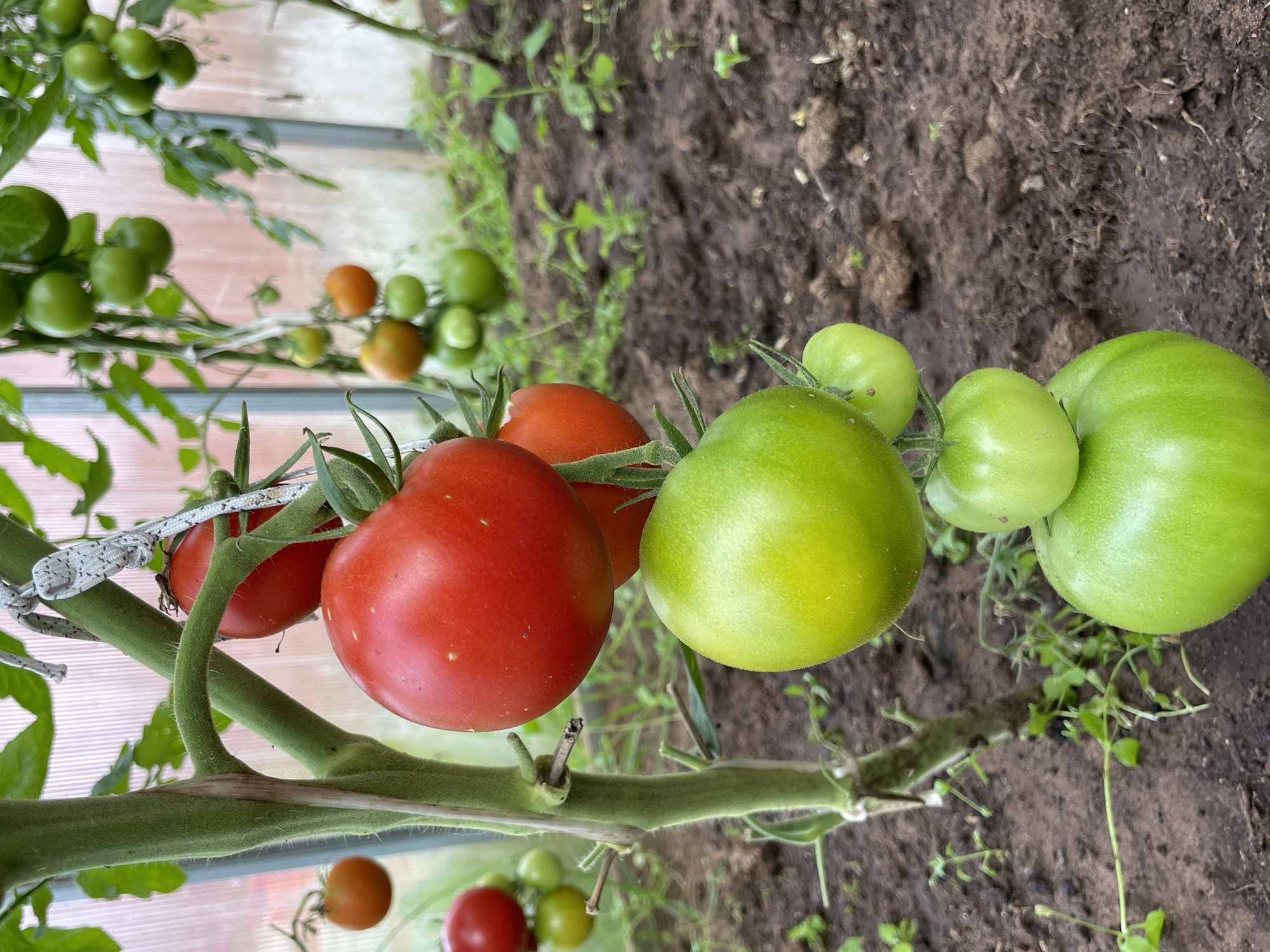 In the city of Дресвяново, Russia, a close-up, low-angle shot captures a tomato plant laden with fruit inside a greenhouse. The main subject is a thick, green stem with a knot of branching stems. Several tomatoes are visible, ranging in color from vibrant red to unripe green. A large, ripe red tomato is prominently featured in the upper right, while a cluster of green tomatoes hangs lower on the stem, progressively ripening from top to bottom. Some smaller, less developed green tomatoes are also visible. The background consists of dark, tilled soil with sparse green foliage and the translucent, pinkish interior of the greenhouse structure. The lighting suggests it is daytime, with natural light filtering through the greenhouse.