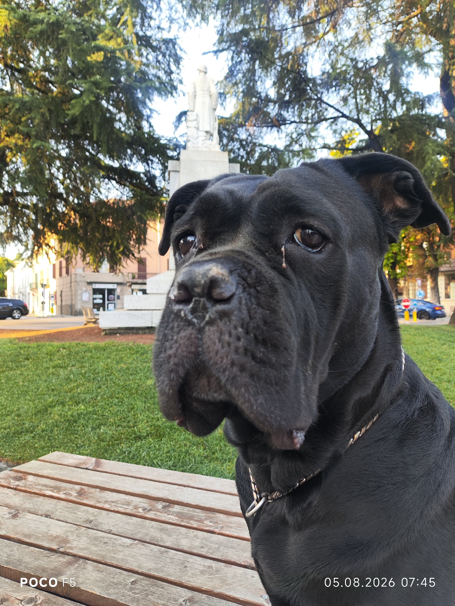 The image shows a close-up of a black Cane Corso dog sitting on a wooden bench in what appears to be a public park. The dog is looking towards the camera with a slightly anxious expression, and a small tear is visible in its left eye. In the background, there is a statue of a person, trees, and buildings, suggesting an urban or town setting. The ground is covered with green grass. The bottom left corner of the image has the text "POCO F5", and the bottom right corner has a date and time stamp: "05.08.2026 07:45". The overall lighting suggests it is early morning or late afternoon, given the warm tones of the sunlight. The specific location in the city of Collecchio, Italy, is not explicitly identifiable from the visual cues alone, but the presence of a statue and park-like setting implies a civic or memorial area within the town.