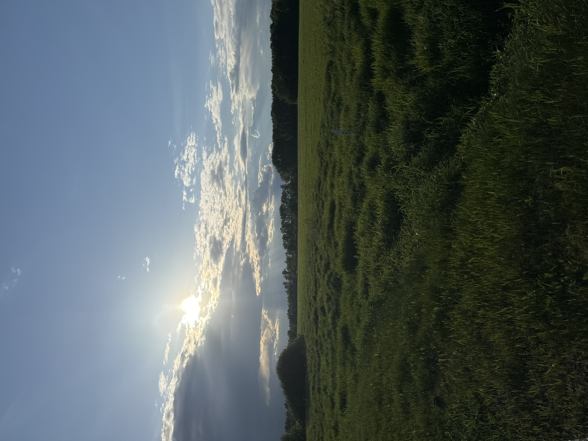 The image depicts a landscape with a field of green grass occupying the right half. On the left, a blue sky is visible with clouds and the sun shining through. A line of trees separates the field and the sky. The location is Bolshiye Vyazyomy, Russia. No people or other subjects are visible.