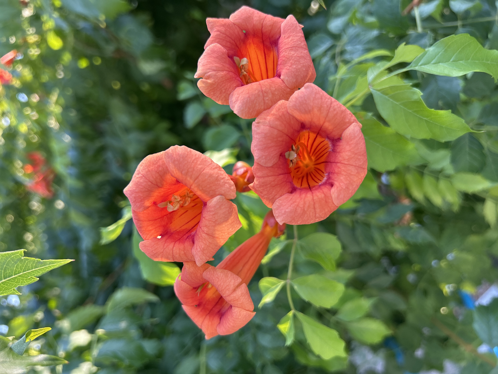 A close-up, eye-level shot captures a cluster of vibrant orange trumpet flowers in full bloom, set against a backdrop of lush green foliage. The flowers, with their distinctive trumpet shape and ruffled edges, are the primary focus. Their petals exhibit a gradient of color, transitioning from a soft coral at the tips to a rich, intense orange towards the throat, where delicate dark red stripes are visible. The stamens are a pale yellow, adding subtle detail within the flower's depths. Several flowers are in sharp focus, revealing their intricate textures and velvety appearance. The background is a soft blur of green leaves and out-of-focus hints of other orange blooms, creating a bokeh effect that emphasizes the foreground subjects. A few leaves in the foreground are also sharply defined, their veins clearly visible. The lighting suggests it is daytime, with sunlight filtering through and illuminating the flowers, creating highlights and shadows. The scene is natural and appears to be an outdoor garden setting, possibly in Balchik, Bulgaria, given the context. There are no people or discernible actions taking place.