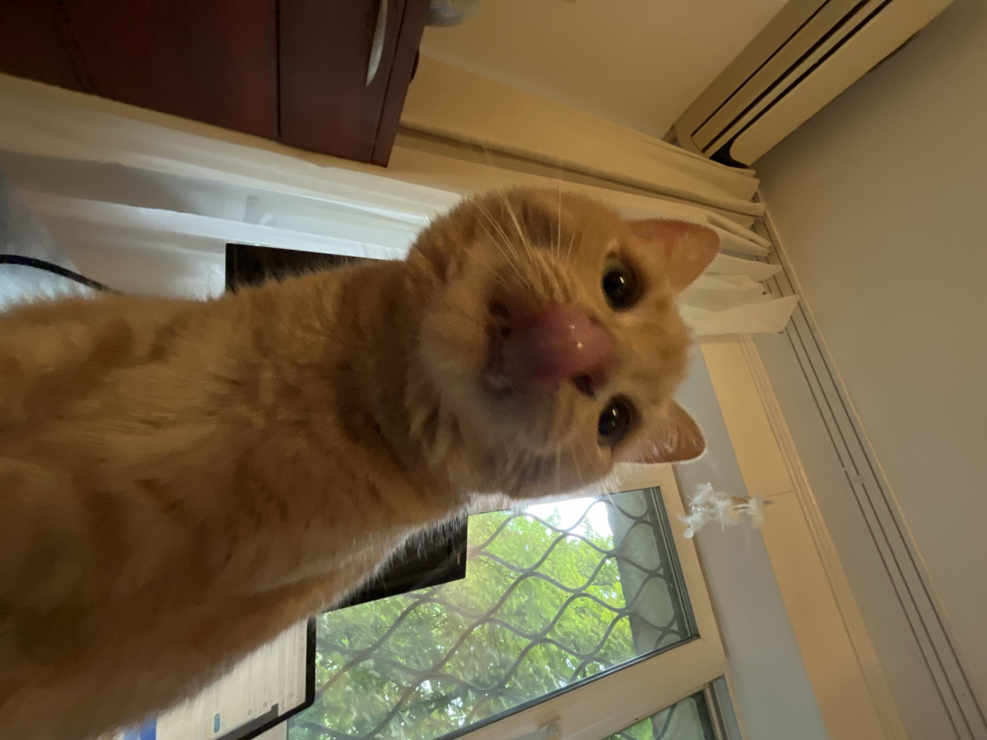 An orange tabby cat is captured in a low-angle, close-up shot, its face filling most of the frame. The cat's tongue is extended, licking its nose, and its eyes are wide open. The background is a domestic interior, with a white curtain, a dark brown dresser, and a window with a decorative grate visible. Outside the window, green foliage suggests a natural environment. An air conditioning unit is mounted on the wall above the curtain.