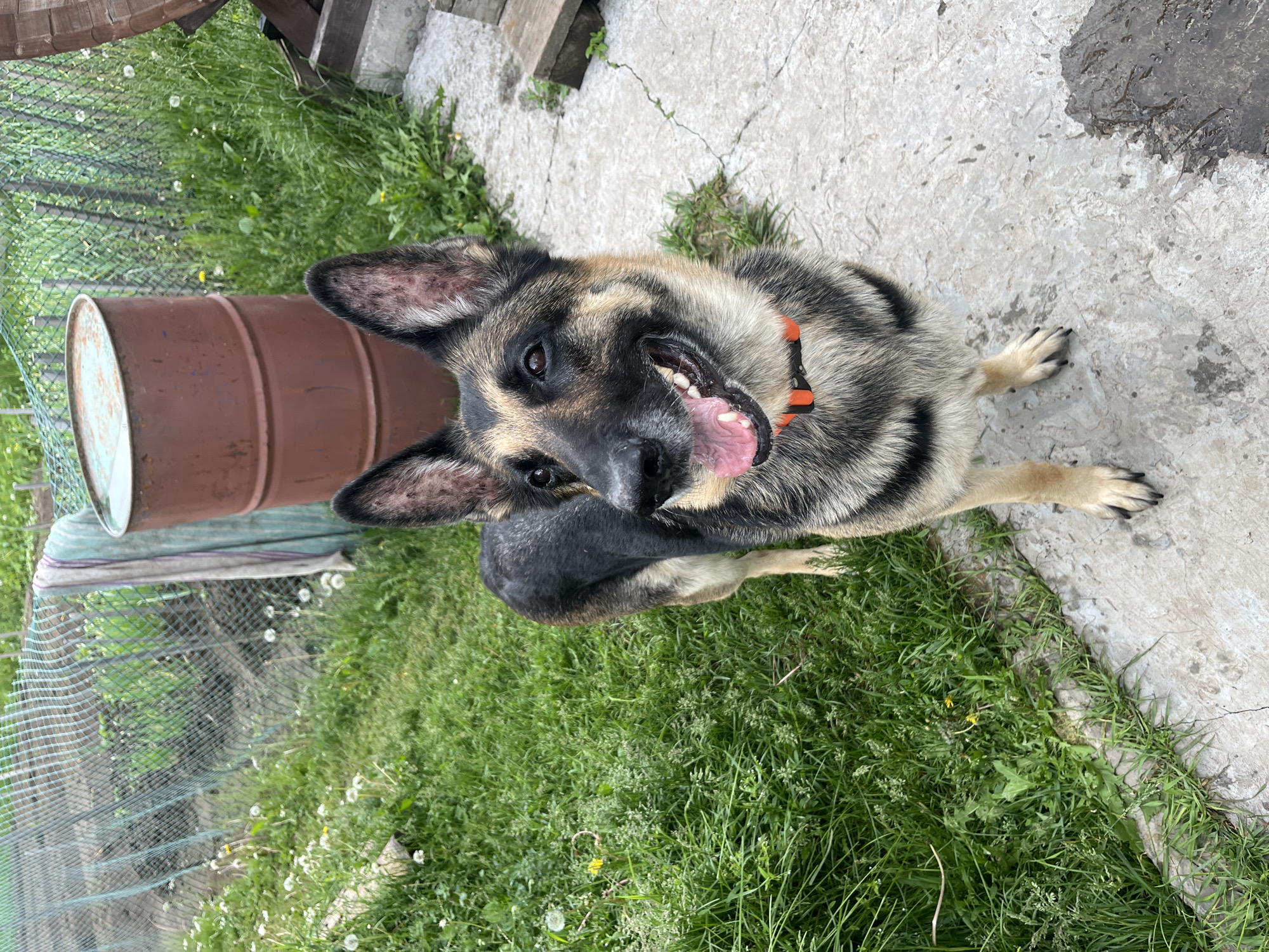 This image captures an outdoor scene in Nizhny Tagil, Russia, featuring a German Shepherd dog standing on a concrete path. The adult German Shepherd, displaying a black and tan coat, is positioned centrally, facing slightly to the viewer's right with its mouth open, revealing a pink tongue and teeth, and appearing alert. It wears a bright orange collar with a black buckle.
To the dog's left, the ground is covered in lush green grass interspersed with numerous white dandelion seed heads and a few yellow dandelion flowers. This grassy area is bordered by a green mesh fence, which separates it from a cultivated garden space containing various green plants. A light-colored, possibly striped, cloth is draped over the fence near a large, rusted, reddish-brown metal barrel with a weathered, light blue-green top.
The dog stands on a light gray concrete path that extends across the lower and right portions of the frame. This path exhibits cracks and several dark, wet stains. In the upper right corner, a portion of a wooden structure or planks is visible. The lighting is diffuse, suggesting an overcast day.