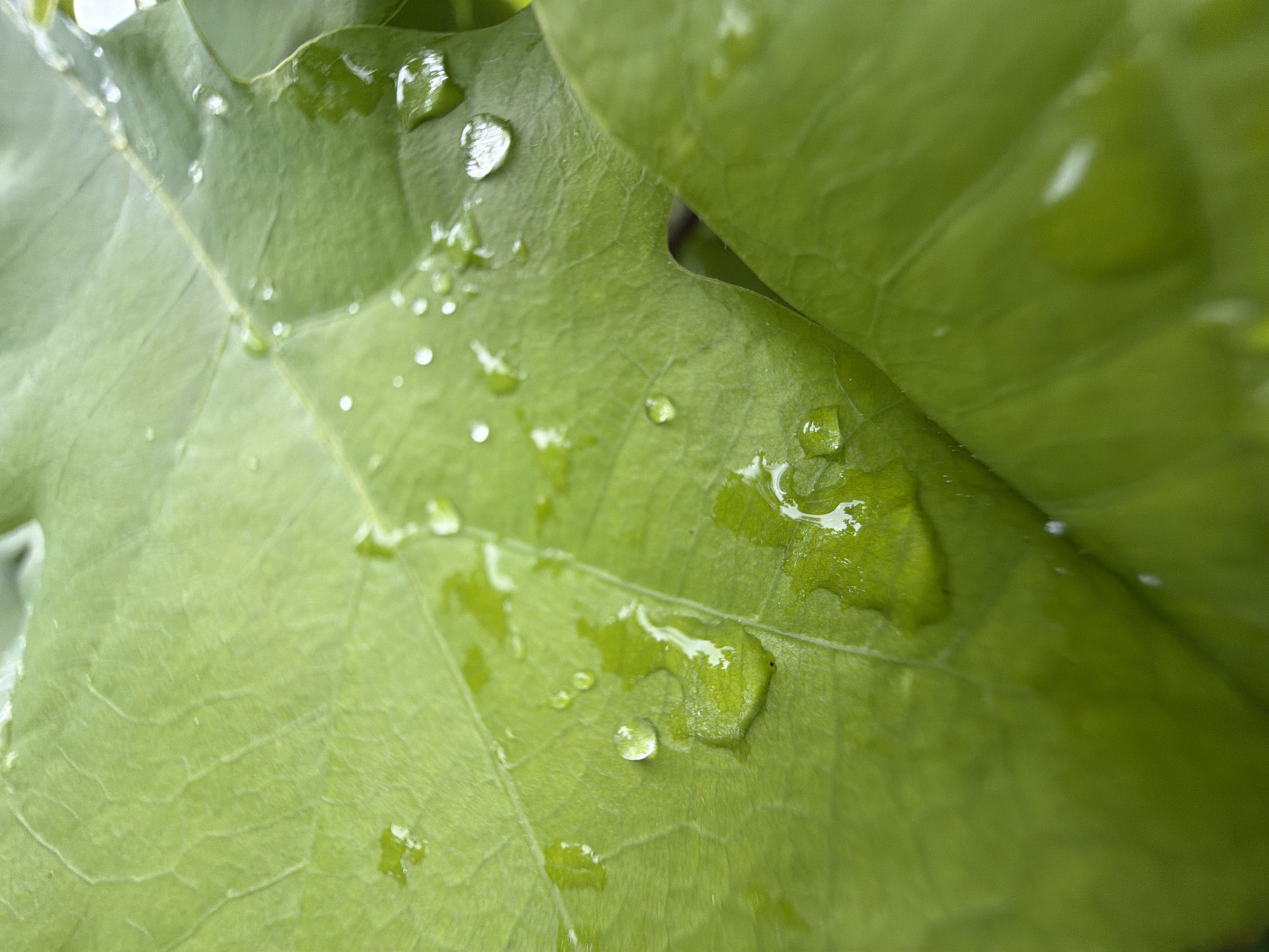 This close-up, high-angle shot features vibrant green plant leaves covered in numerous clear water droplets. The image focuses on the intricate venation of the leaves, highlighting their natural texture and structure. Several leaves overlap, creating a layered effect and adding depth to the scene. The water droplets vary in size, from tiny, glistening beads to larger, irregular shapes, reflecting ambient light. The presence of these droplets suggests recent rain, dew, or watering, imparting a sense of freshness and vitality. The lighting appears soft and natural, indicative of daytime. No people, animals, or man-made objects are visible, emphasizing the natural subject matter. There is no visible text. The setting is an outdoor natural environment in Marakushi, Russia.